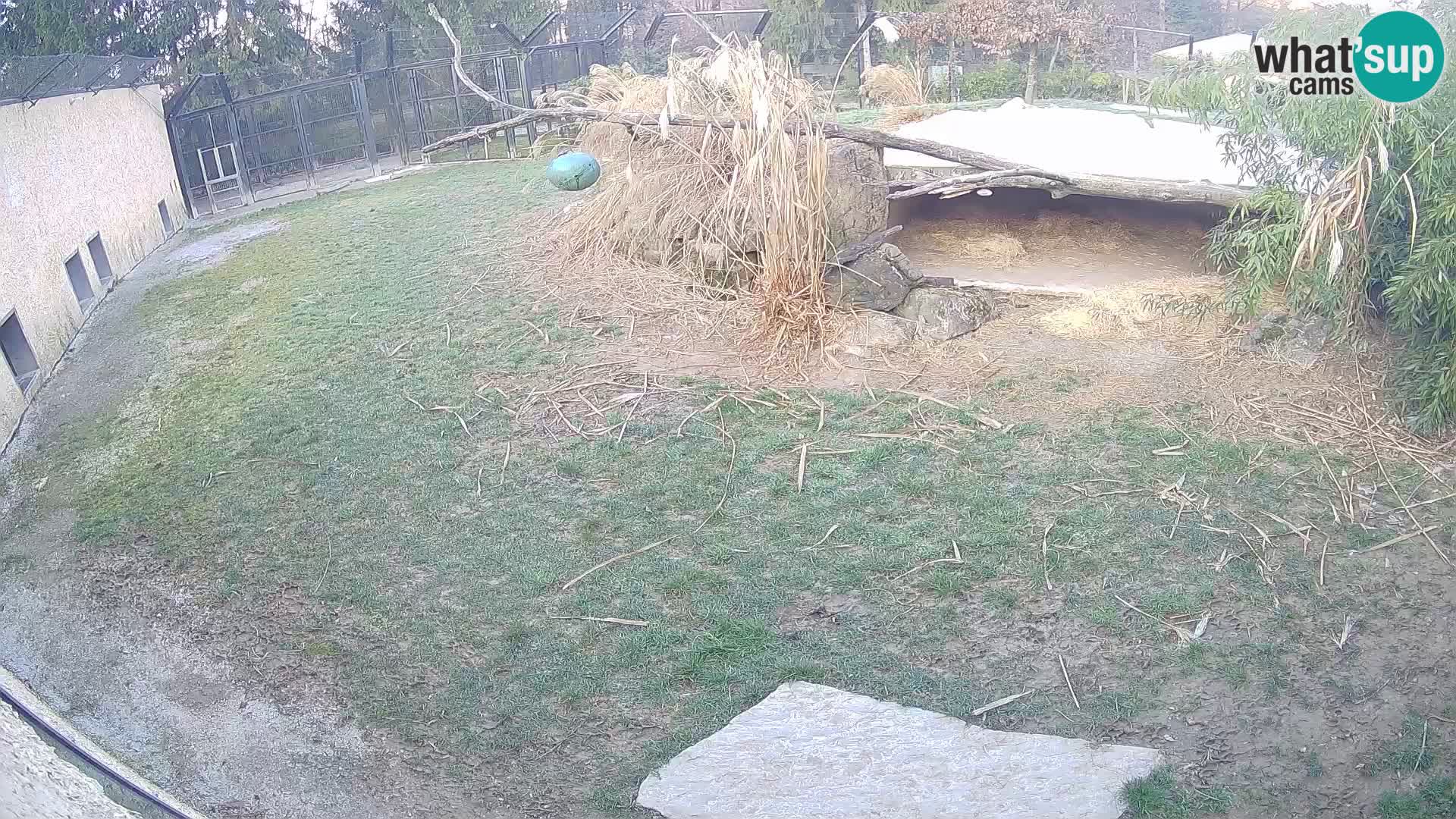 LEON Webcam en vivo en Ljubljana Zoo – Eslovenia