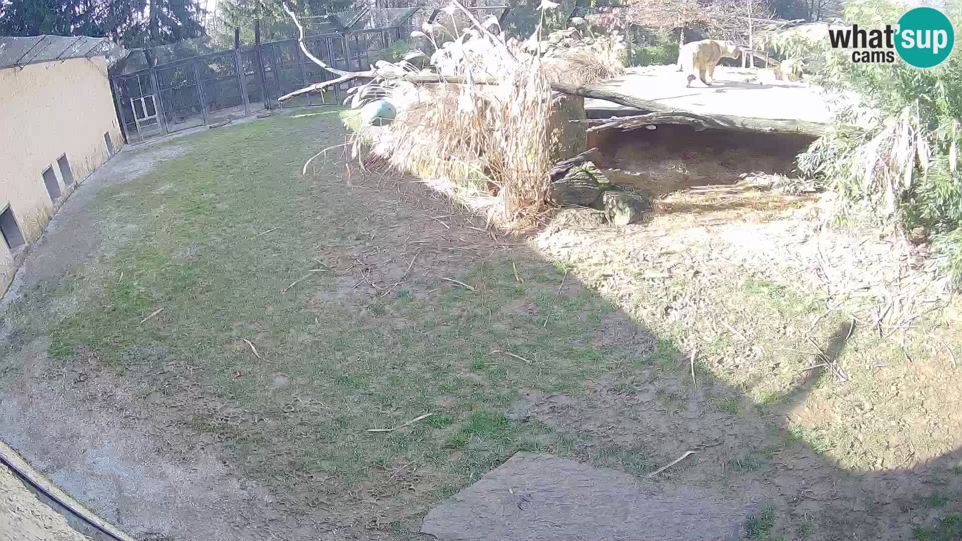 LION webcam en direct du zoo de Ljubljana – Slovénie