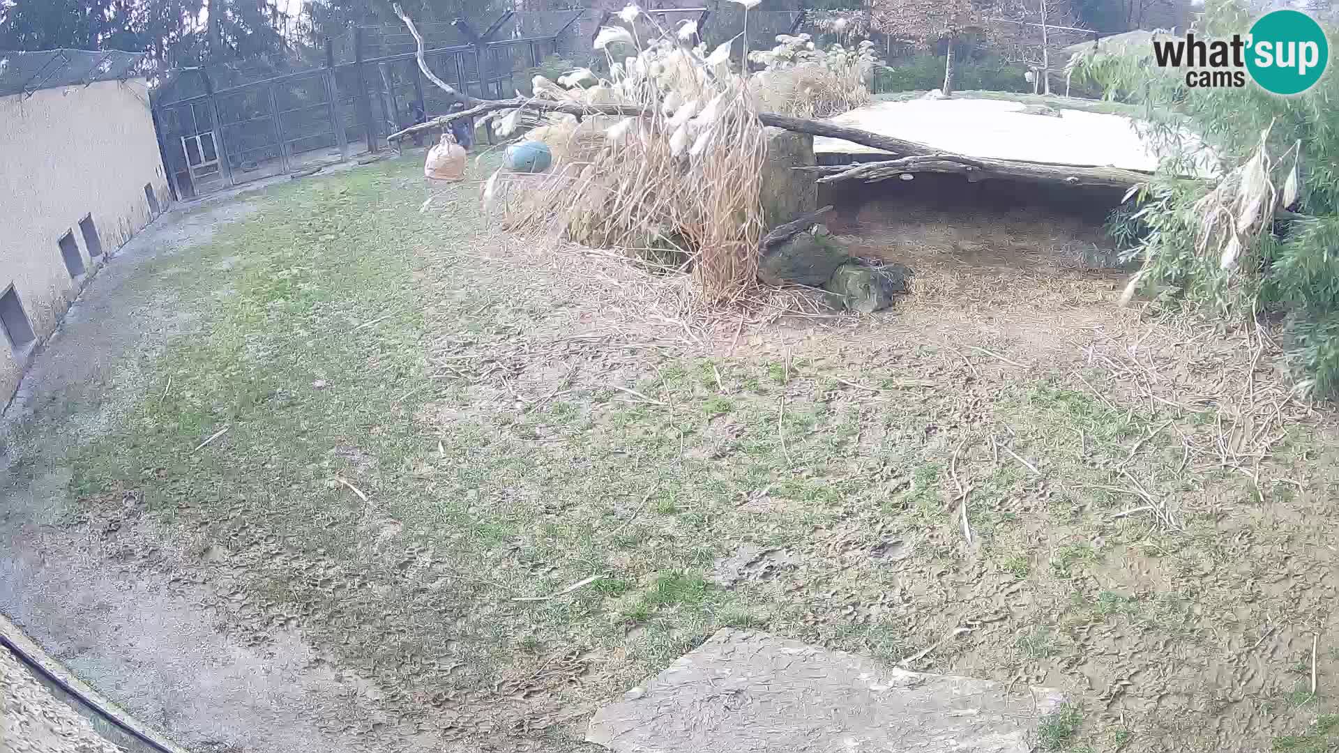 Lavovi web kamera uživo u ljubljanskom zoološkom vrtu – Slovenija