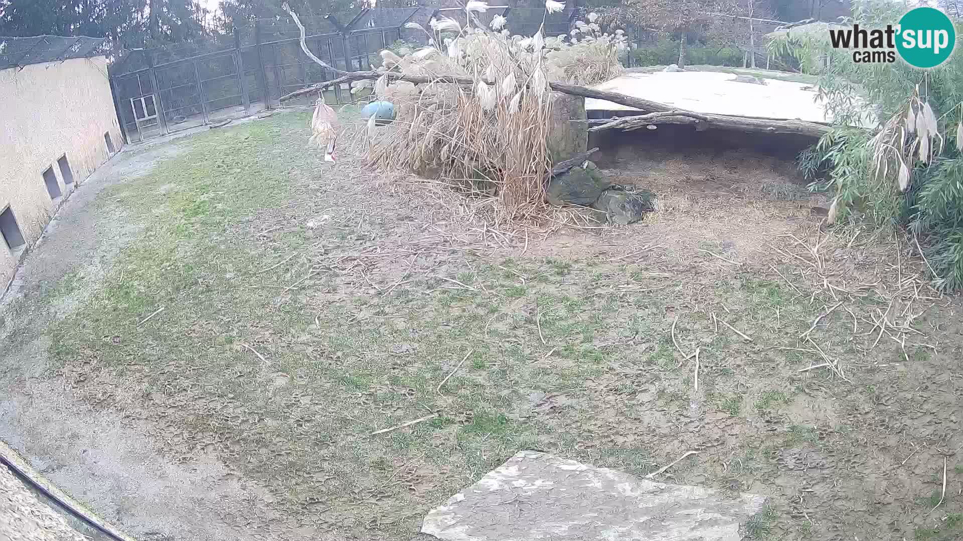LION webcam en direct du zoo de Ljubljana – Slovénie