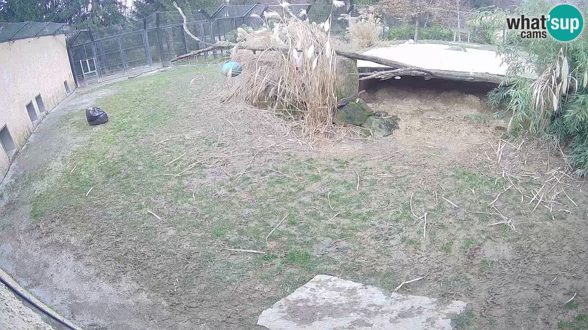 LEON Webcam en vivo en Ljubljana Zoo – Eslovenia