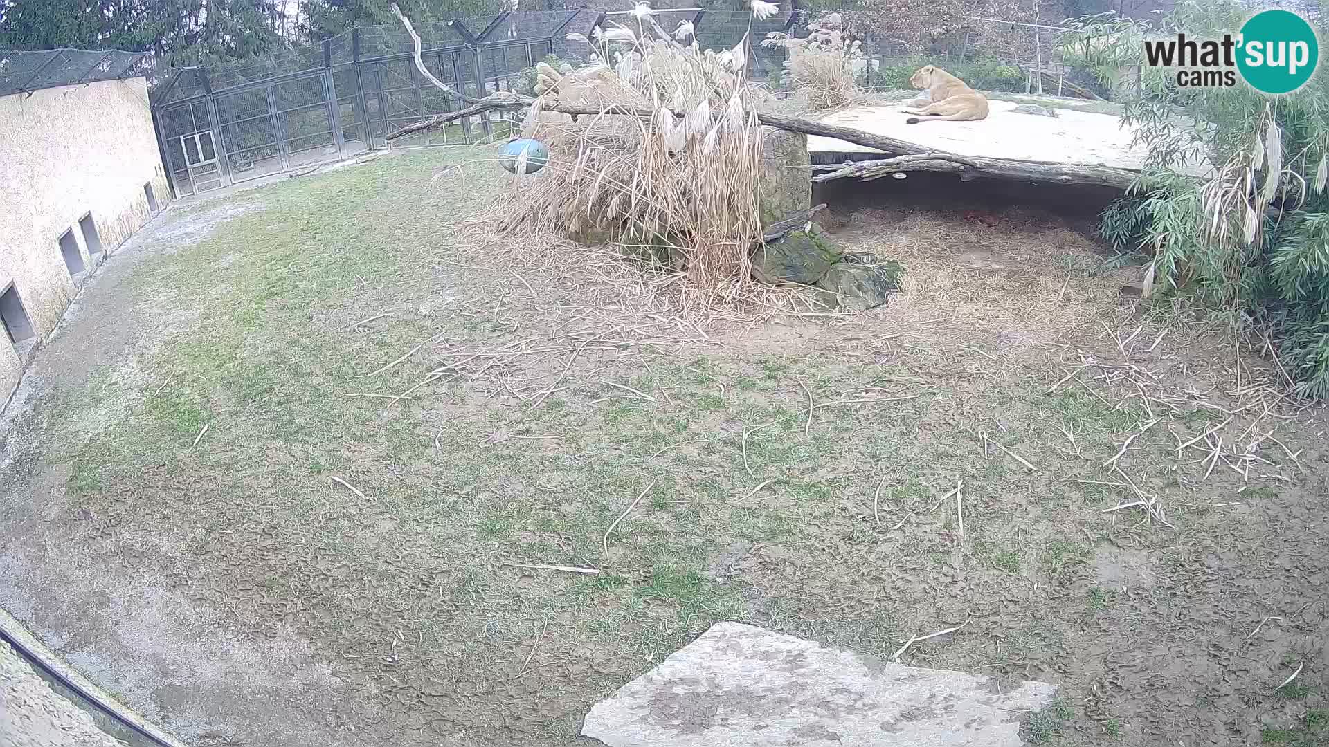 Löwe live Webcam im Zoo von Ljubljana – Slowenien