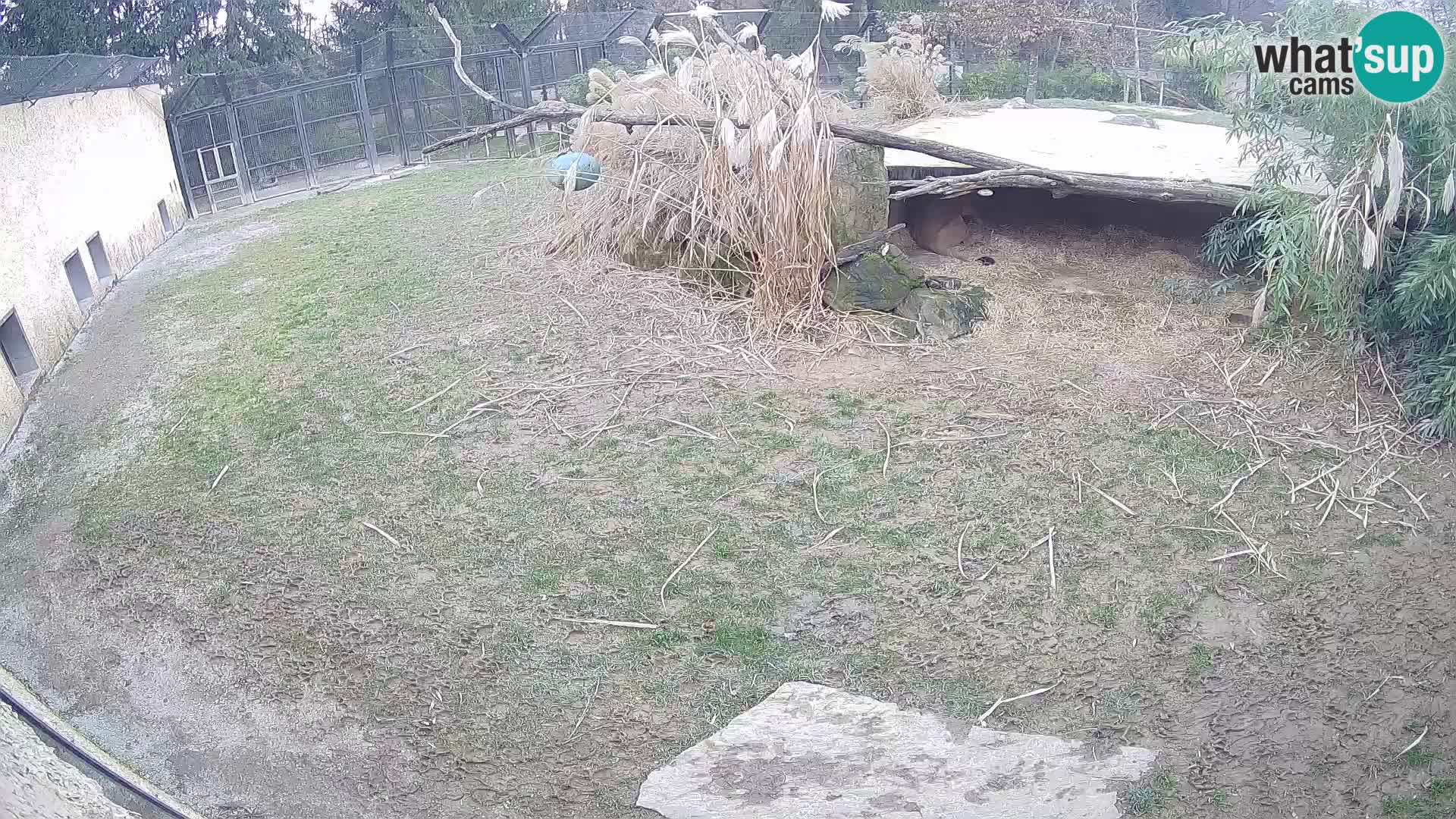 LEVI spletna kamera v živalskem vrtu Ljubljana Zoo