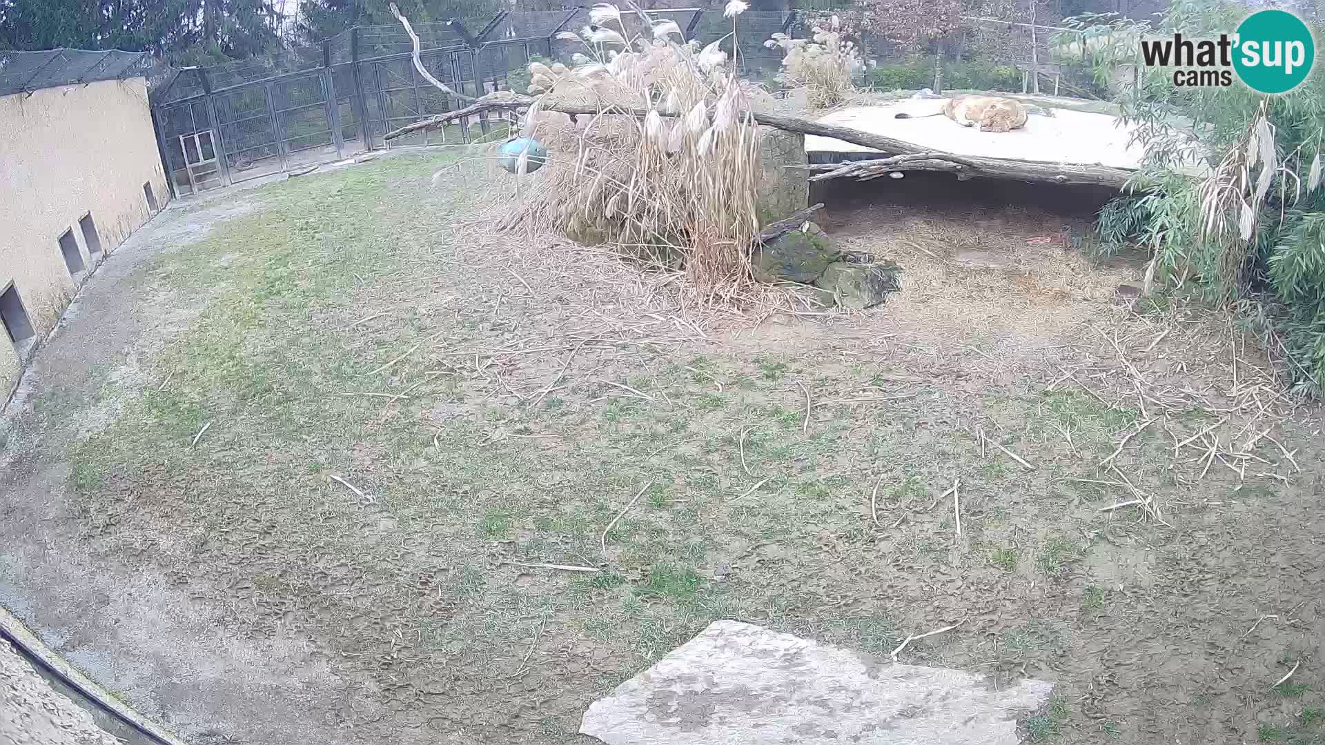 Löwe live Webcam im Zoo von Ljubljana – Slowenien