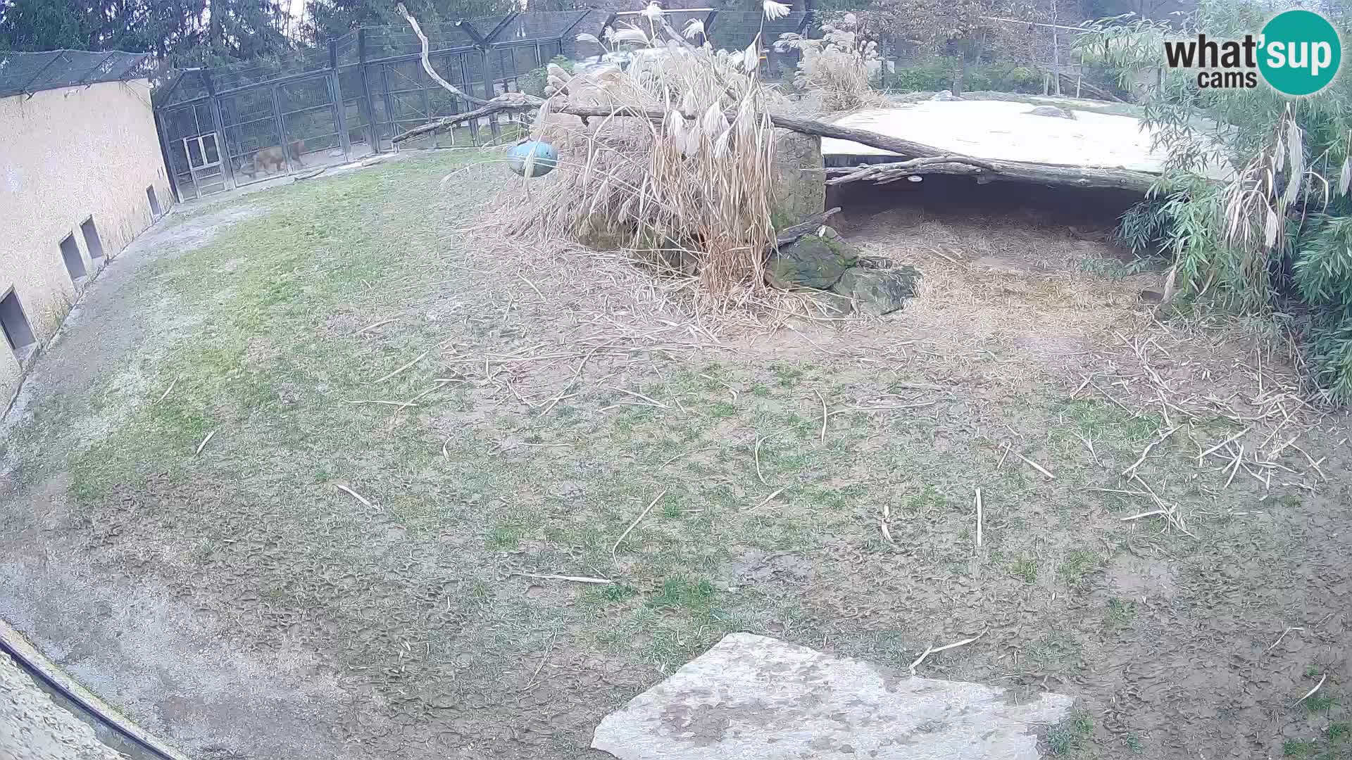 Löwe live Webcam im Zoo von Ljubljana – Slowenien