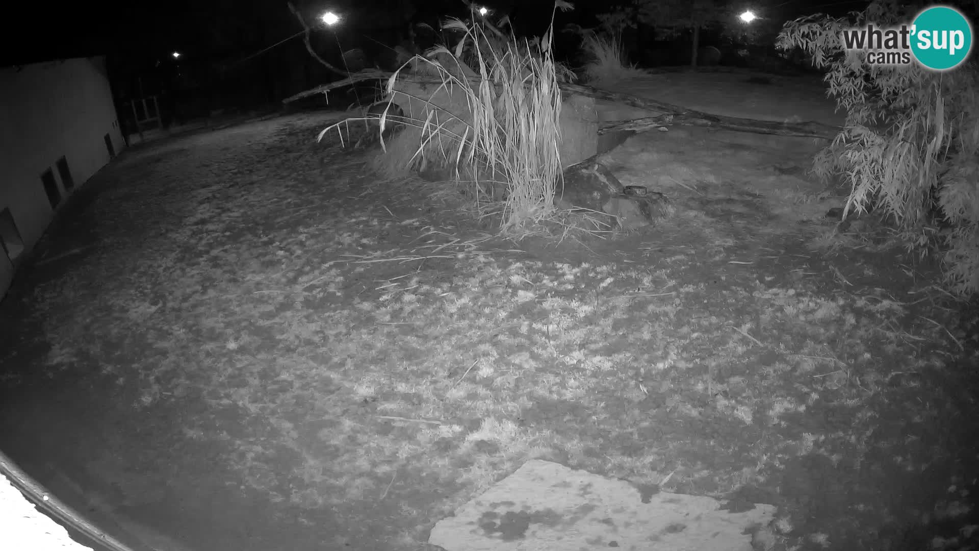 LEONE live Webcam nello zoo di Lubiana – Slovenia