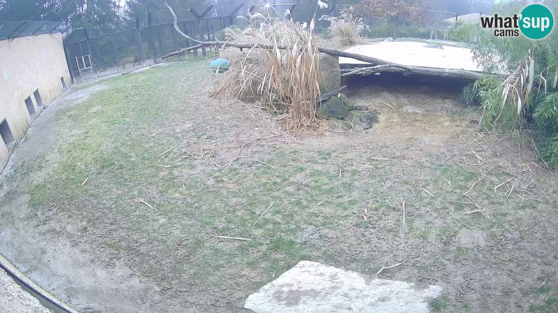 Lavovi web kamera uživo u ljubljanskom zoološkom vrtu – Slovenija