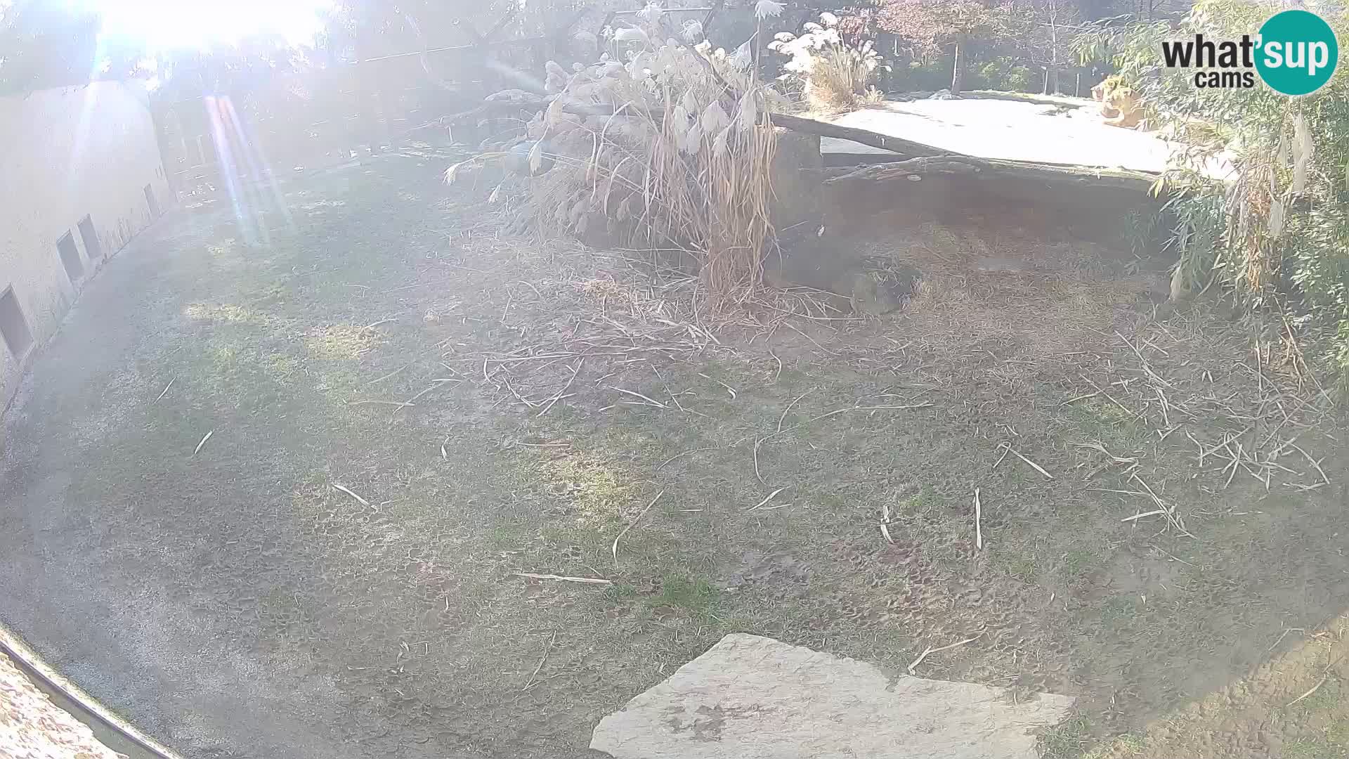 LEON Webcam en vivo en Ljubljana Zoo – Eslovenia