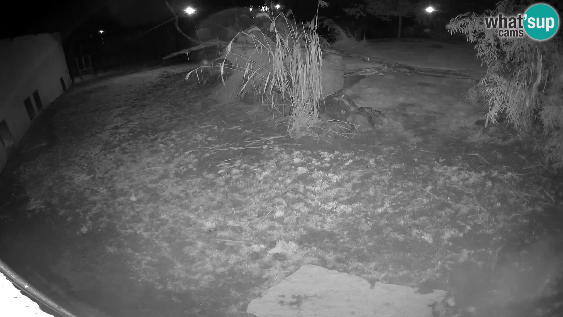 LEON Webcam en vivo en Ljubljana Zoo – Eslovenia