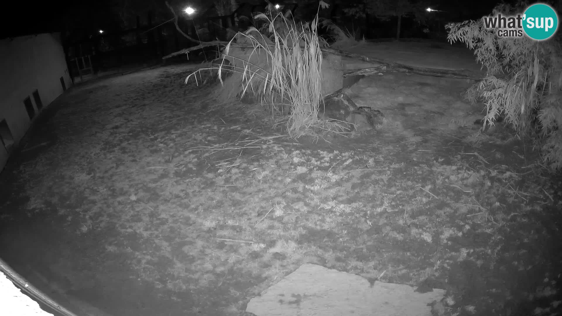 LION webcam en direct du zoo de Ljubljana – Slovénie