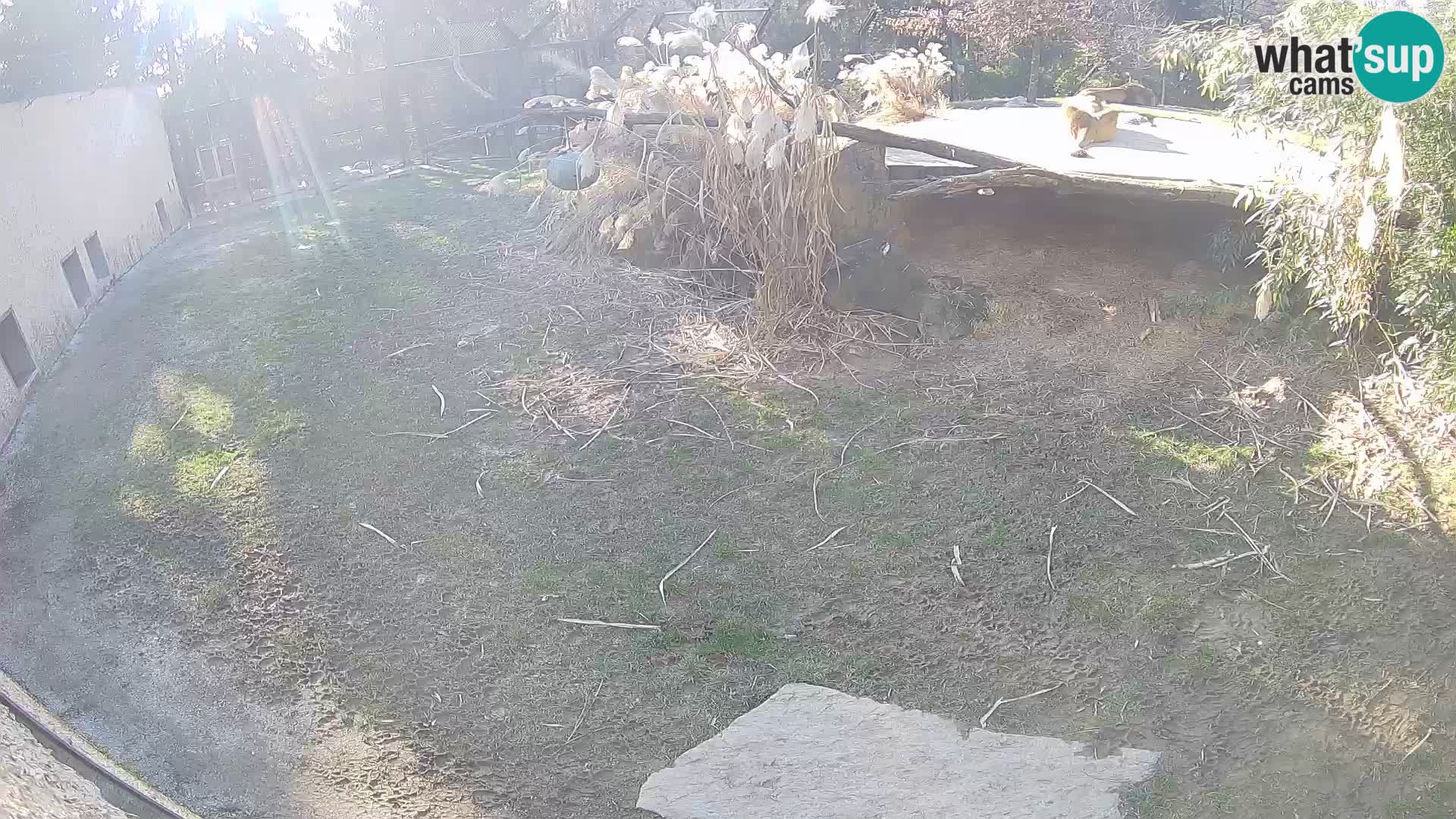 LEONE live Webcam nello zoo di Lubiana – Slovenia