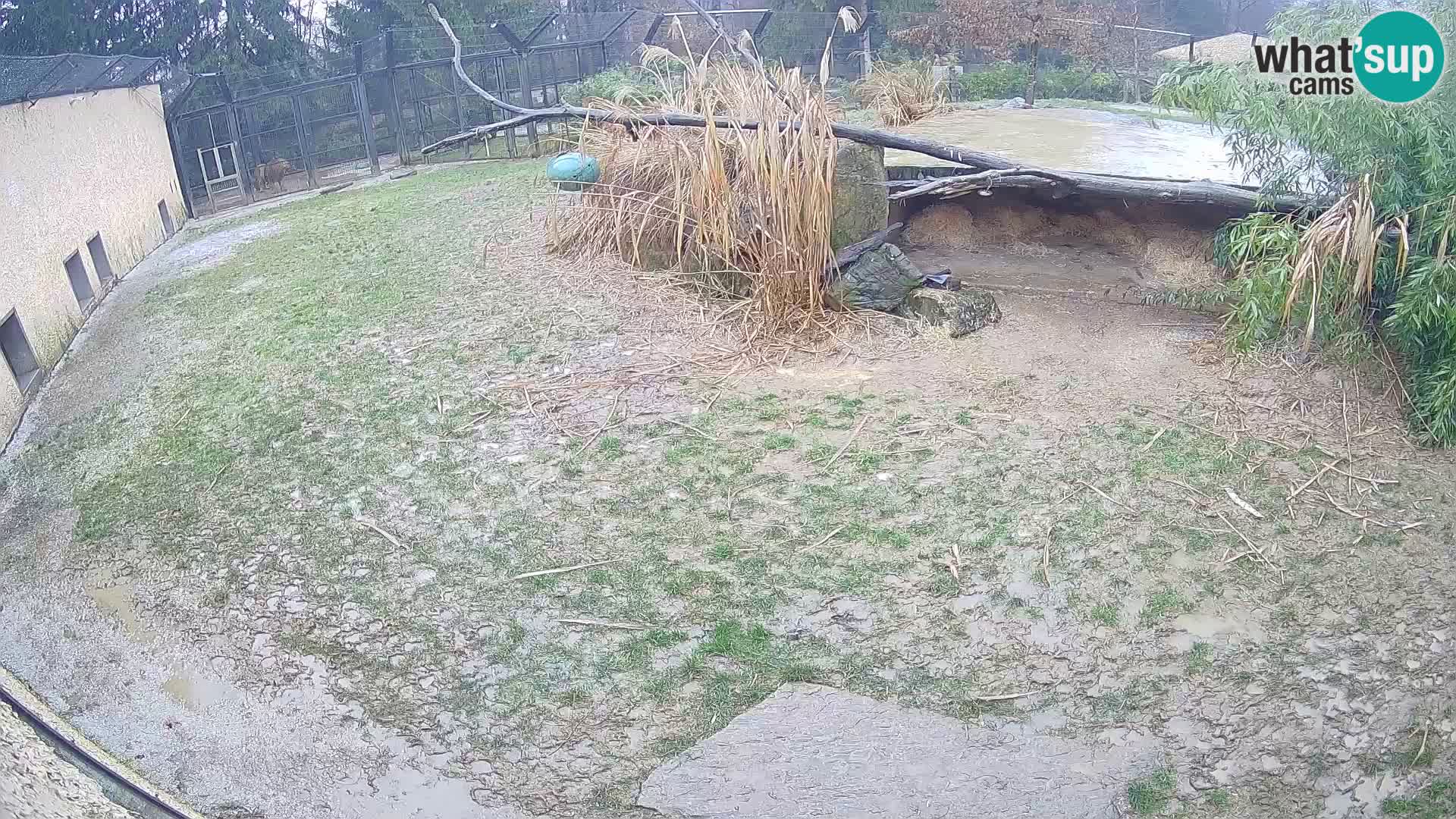 LION live Webcam in Ljubljana Zoo – Slovenia