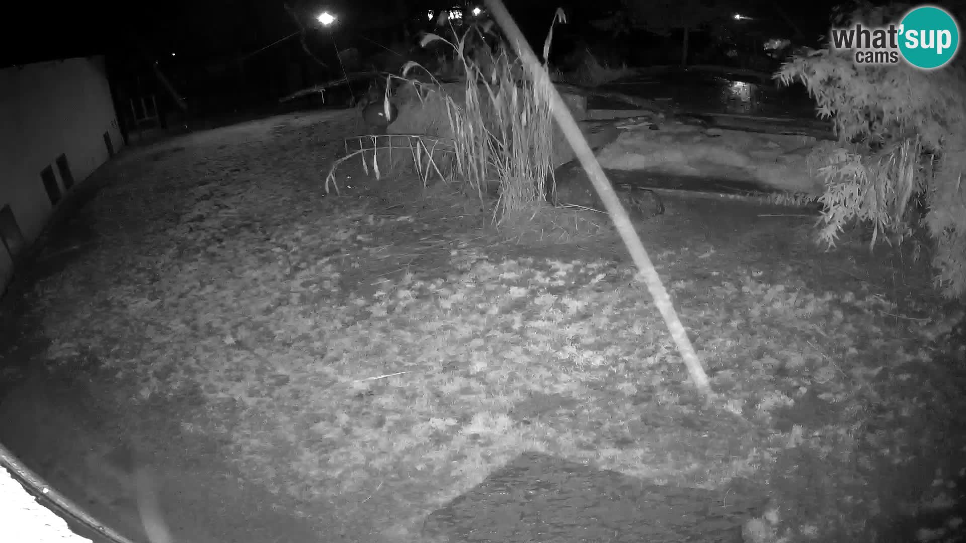 Löwe live Webcam im Zoo von Ljubljana – Slowenien