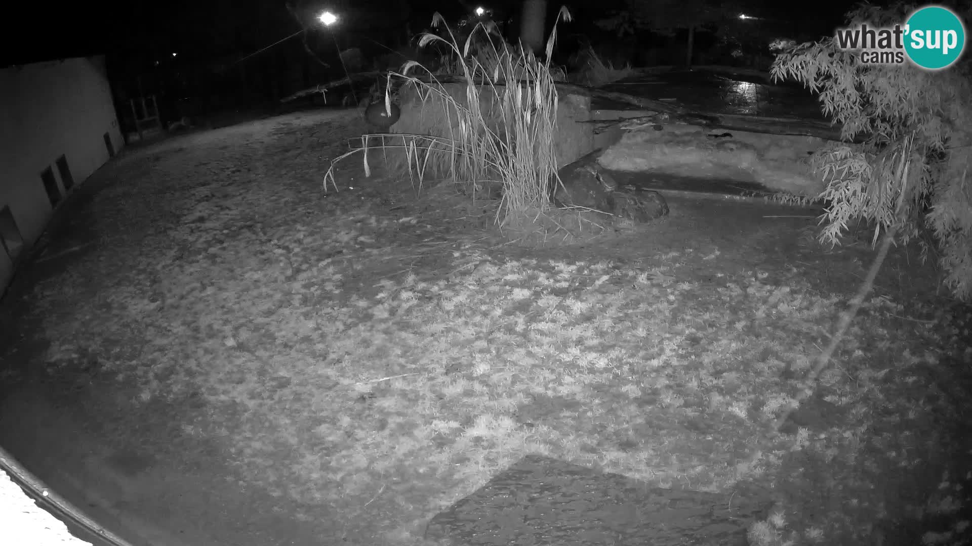 LION live Webcam in Ljubljana Zoo – Slovenia