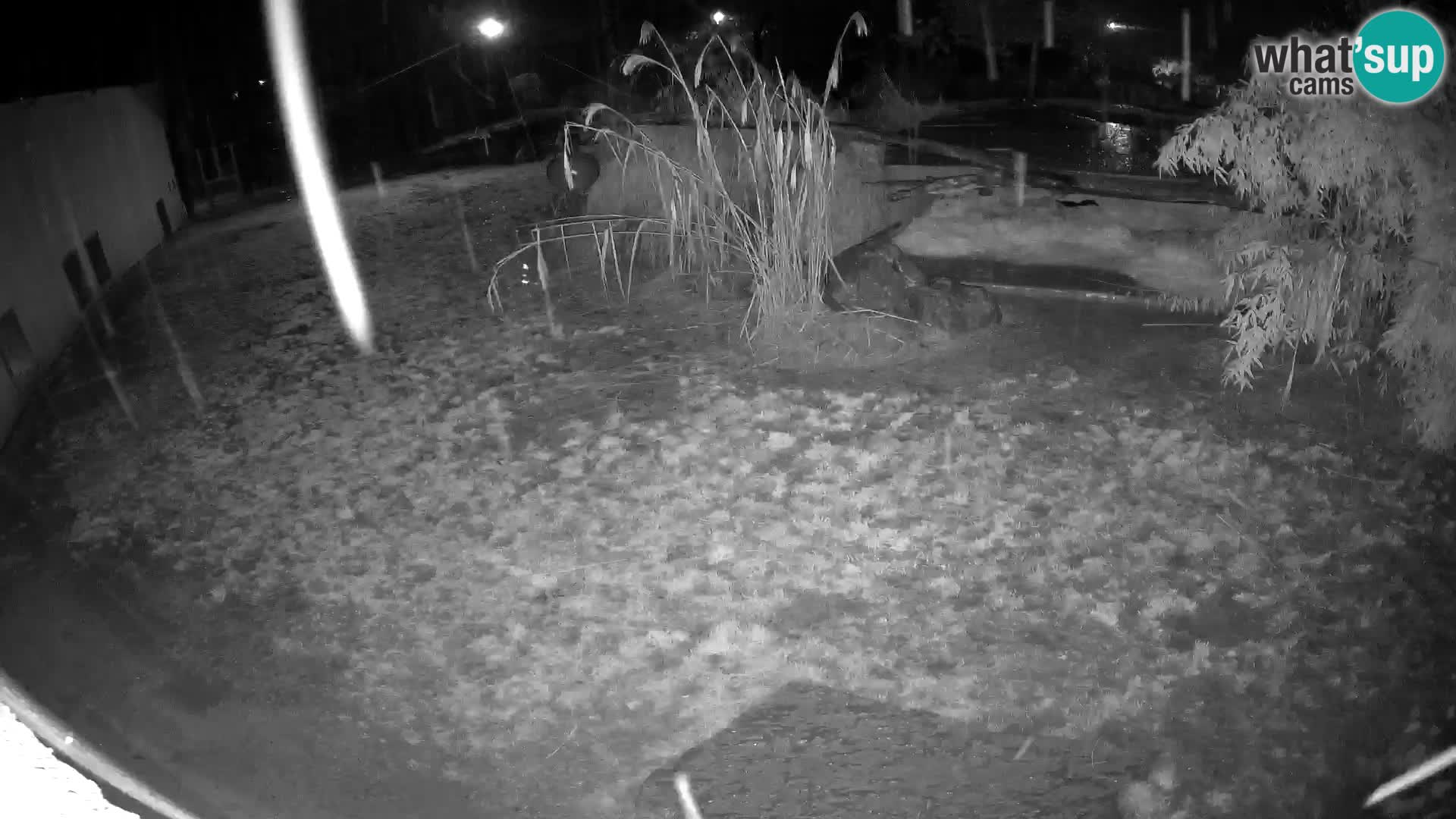 LEON Webcam en vivo en Ljubljana Zoo – Eslovenia