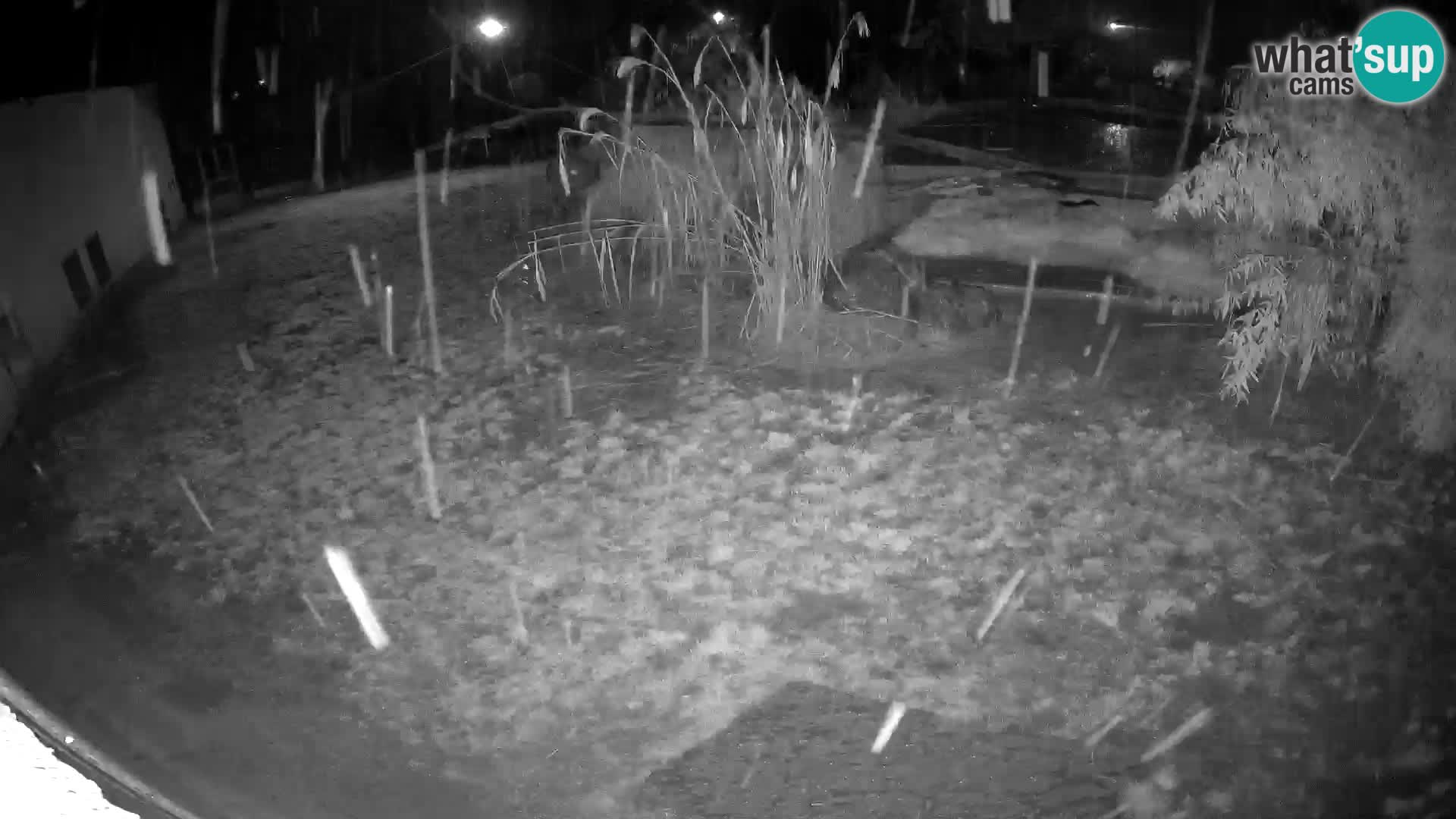 LION live Webcam in Ljubljana Zoo – Slovenia