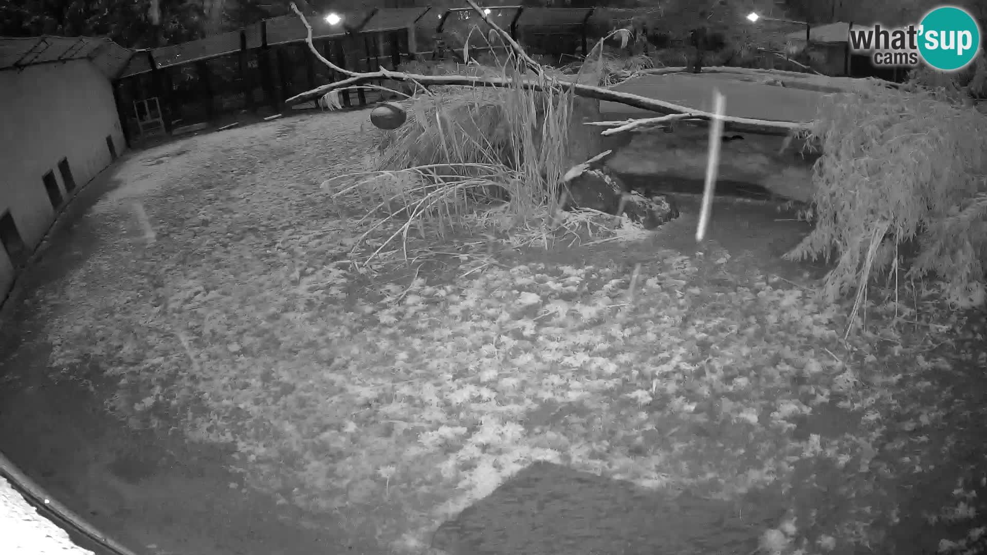 LEVI spletna kamera v živalskem vrtu Ljubljana Zoo