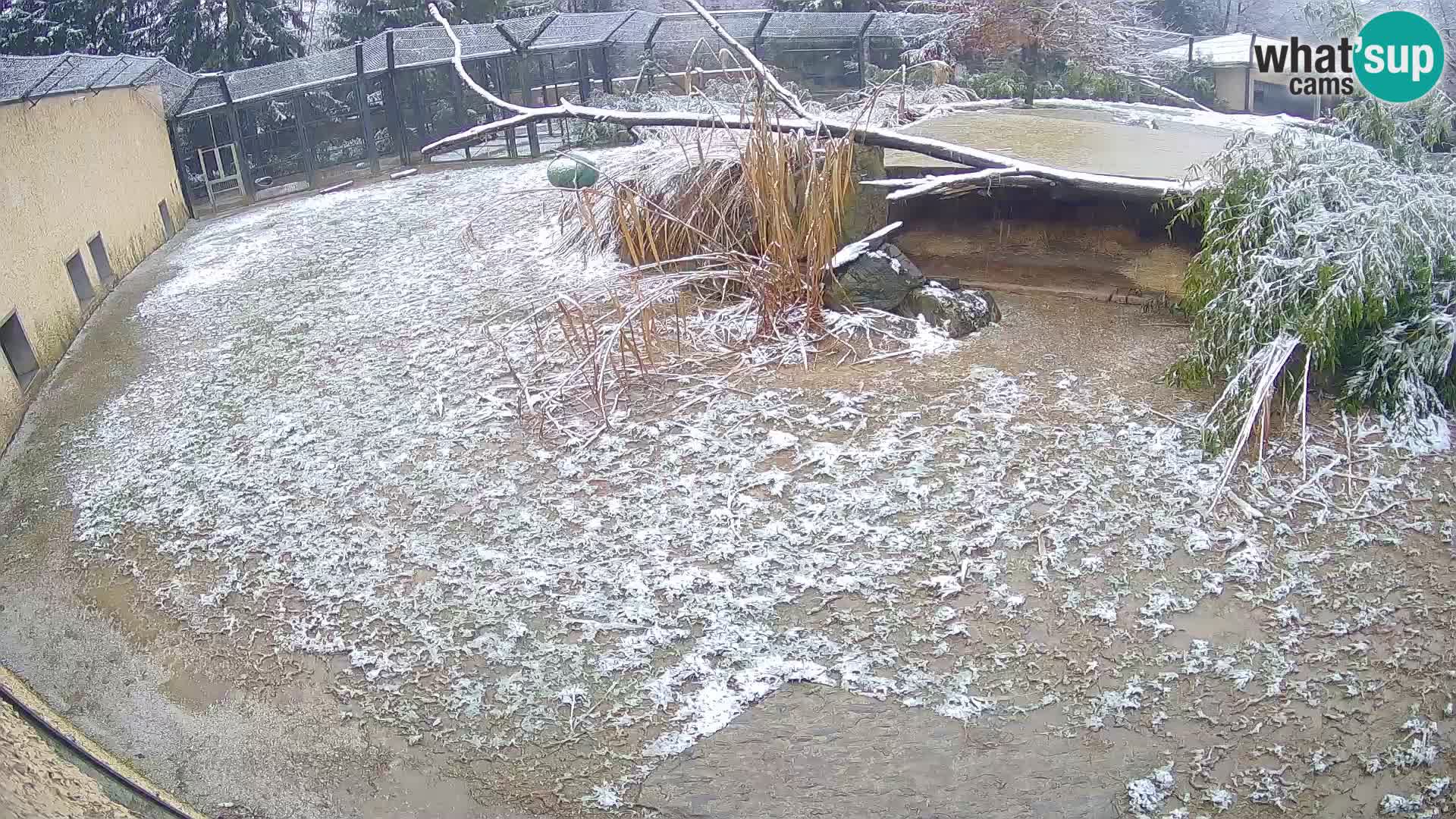 LEVI spletna kamera v živalskem vrtu Ljubljana Zoo