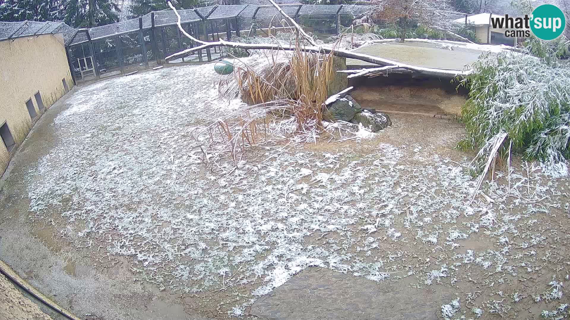 LEONE live Webcam nello zoo di Lubiana – Slovenia