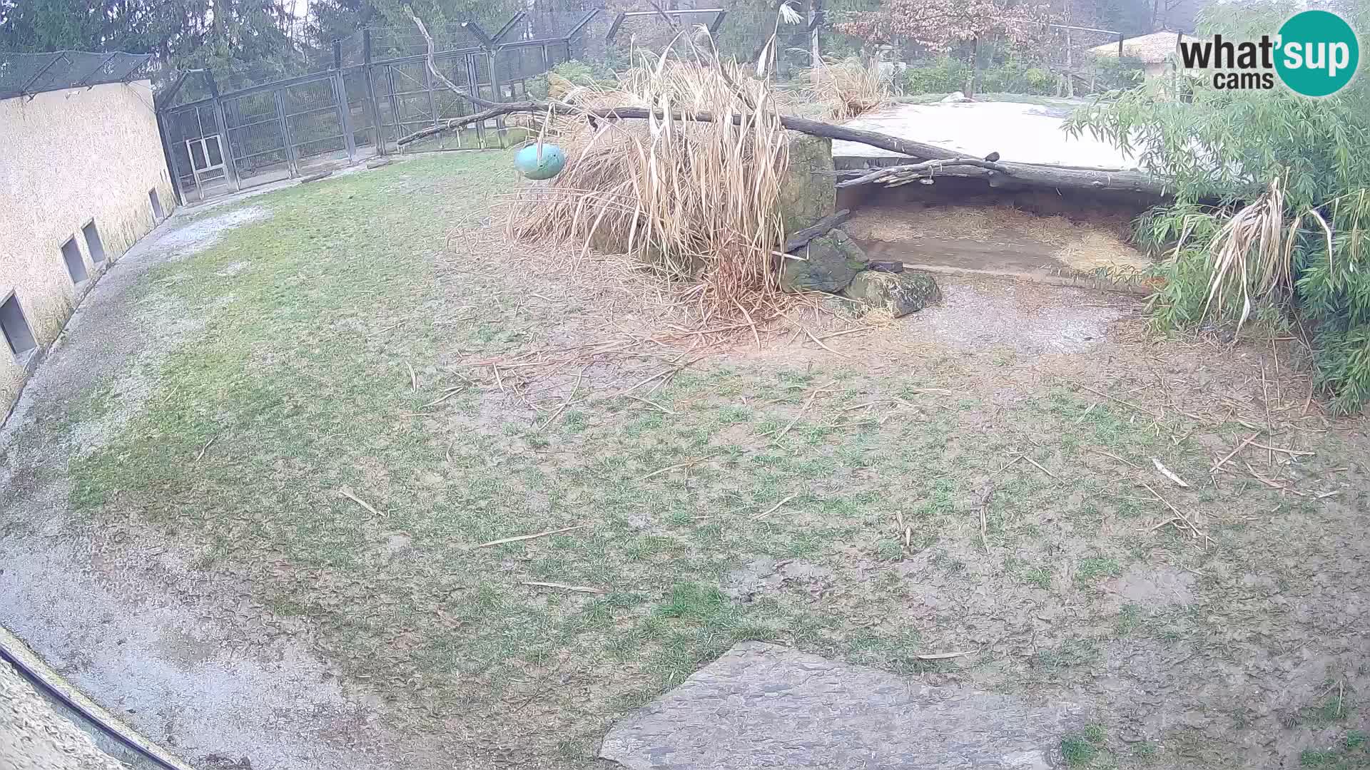 LEON Webcam en vivo en Ljubljana Zoo – Eslovenia