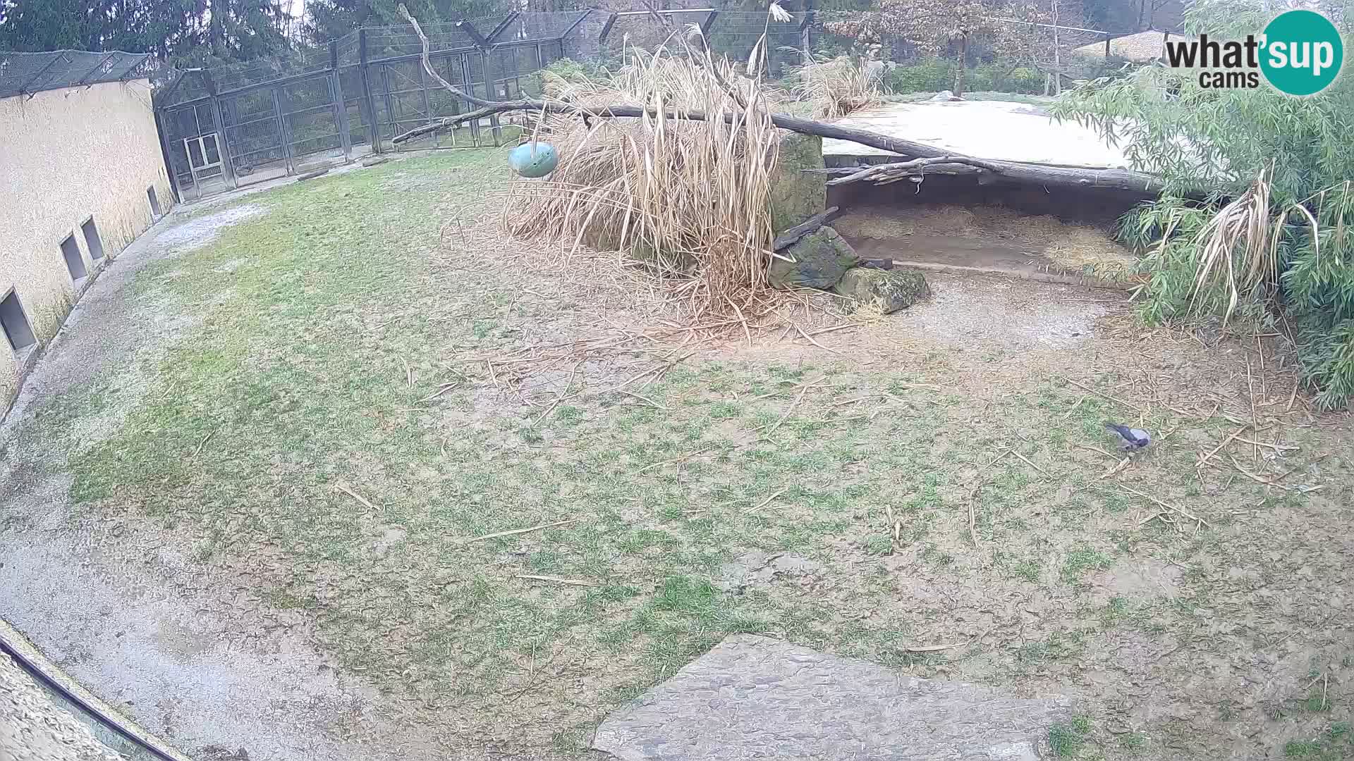LEONE live Webcam nello zoo di Lubiana – Slovenia