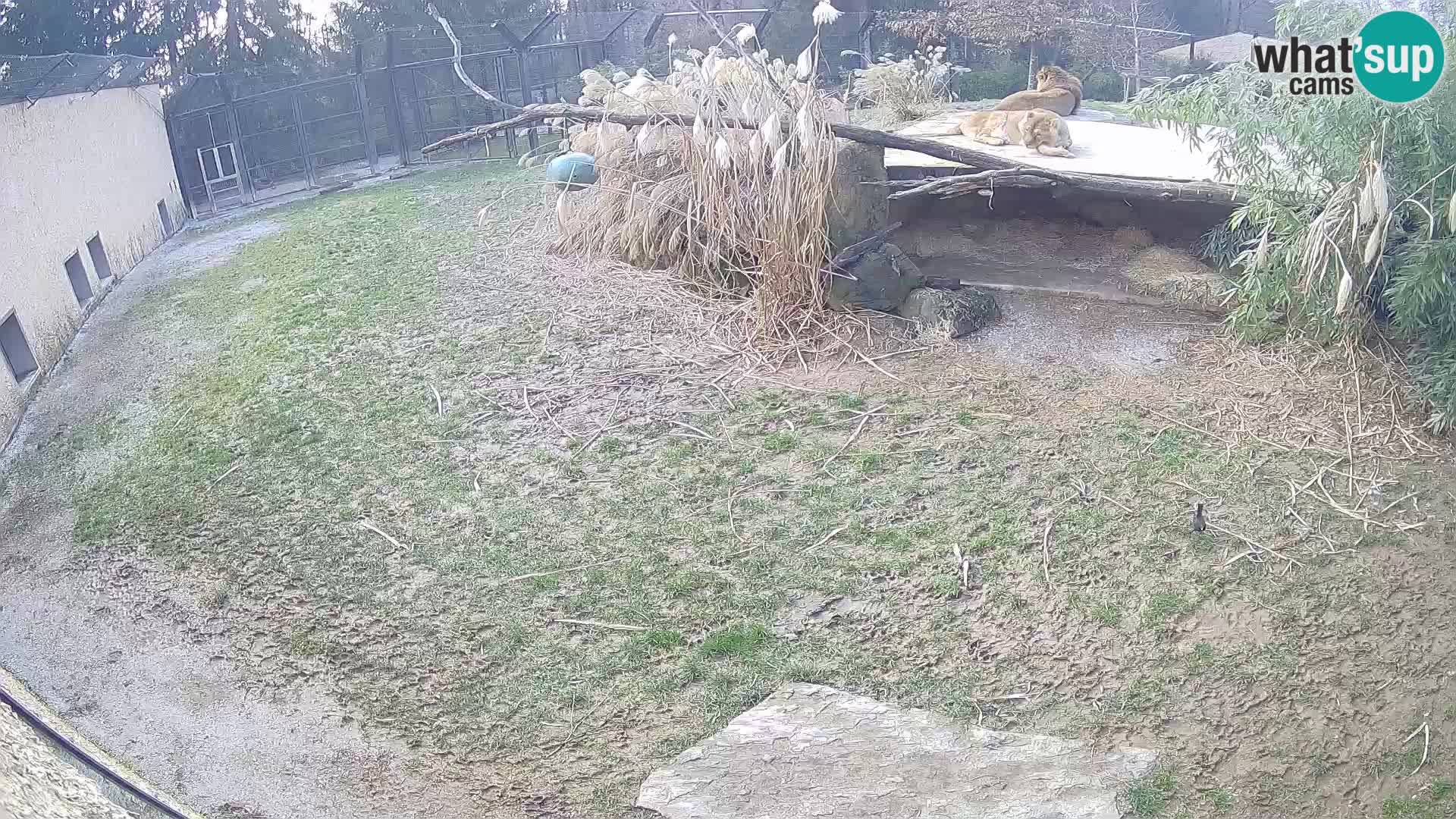 Lavovi web kamera uživo u ljubljanskom zoološkom vrtu – Slovenija