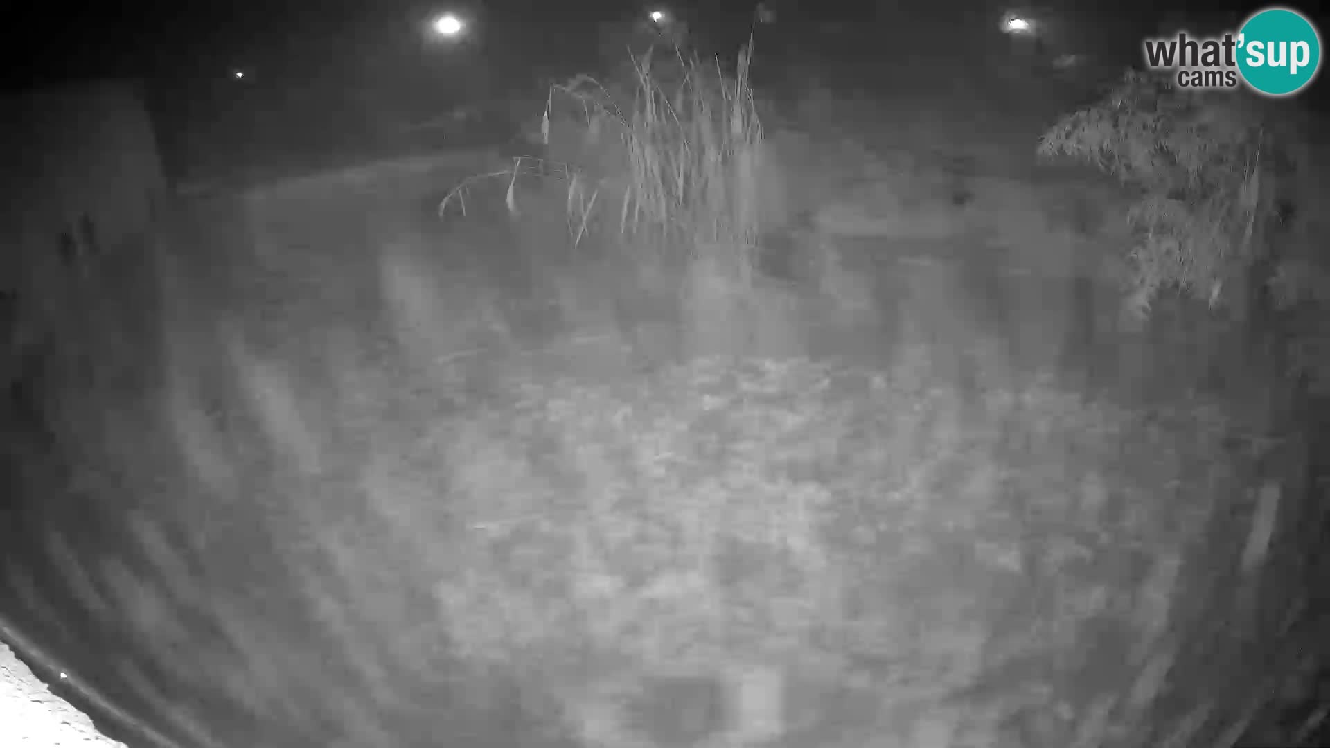 LION live Webcam in Ljubljana Zoo – Slovenia