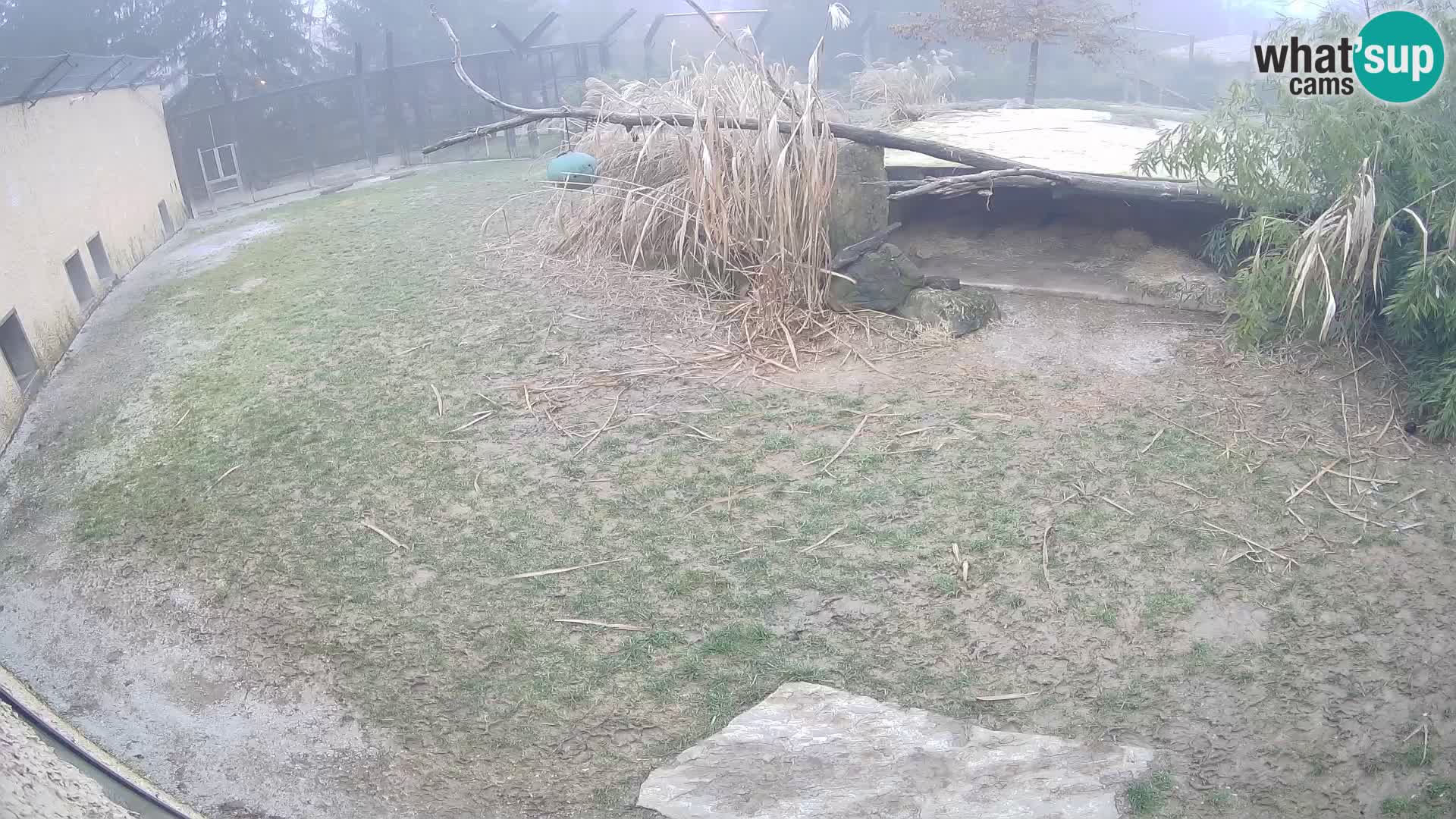 LEONE live Webcam nello zoo di Lubiana – Slovenia