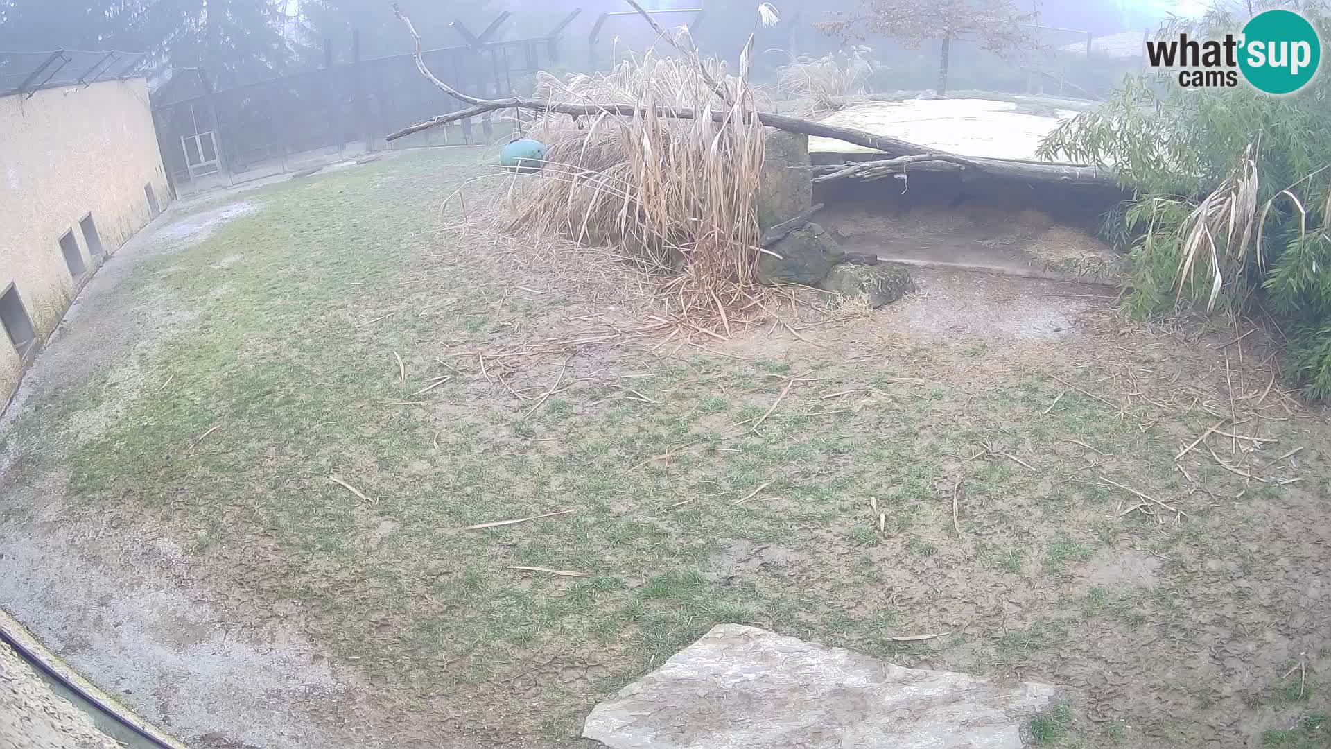 LEONE live Webcam nello zoo di Lubiana – Slovenia