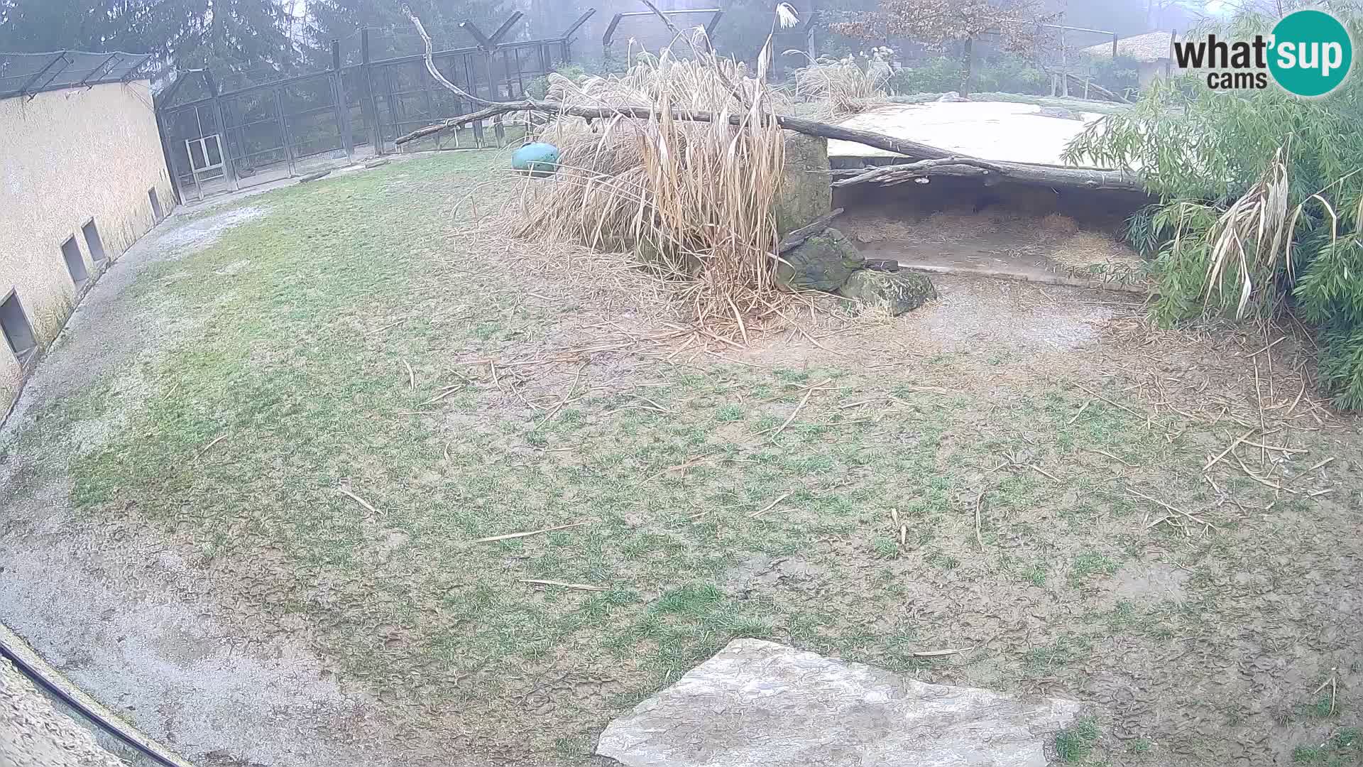 Lavovi web kamera uživo u ljubljanskom zoološkom vrtu – Slovenija