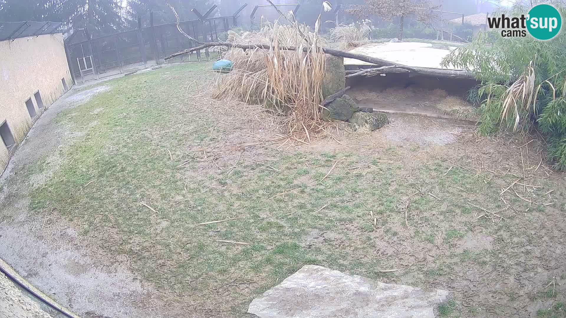 LEON Webcam en vivo en Ljubljana Zoo – Eslovenia