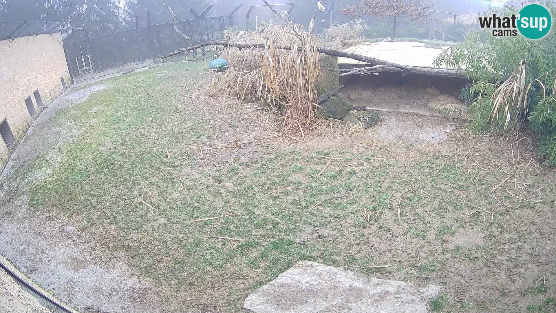 LEVI spletna kamera v živalskem vrtu Ljubljana Zoo