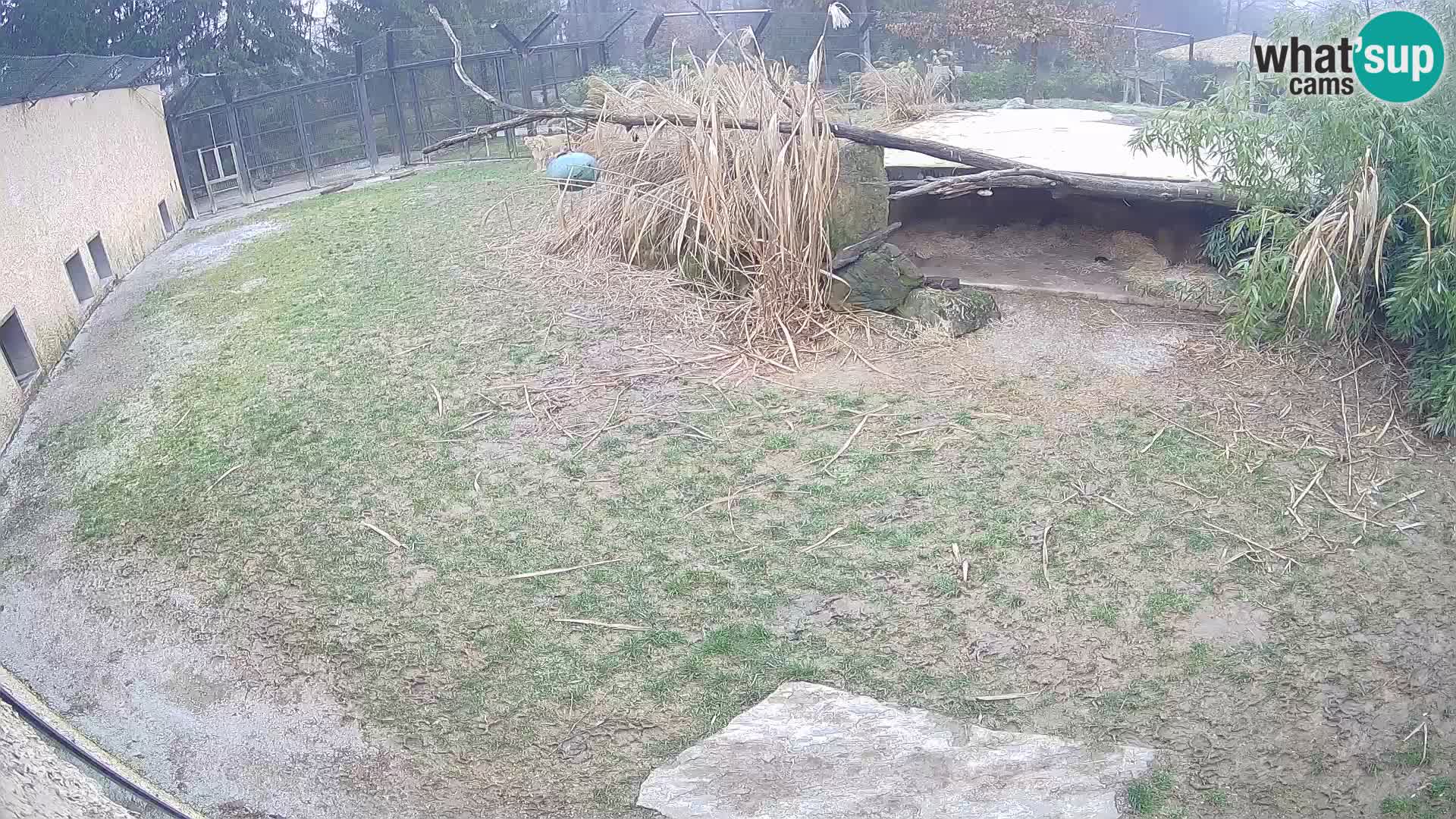 LEON Webcam en vivo en Ljubljana Zoo – Eslovenia