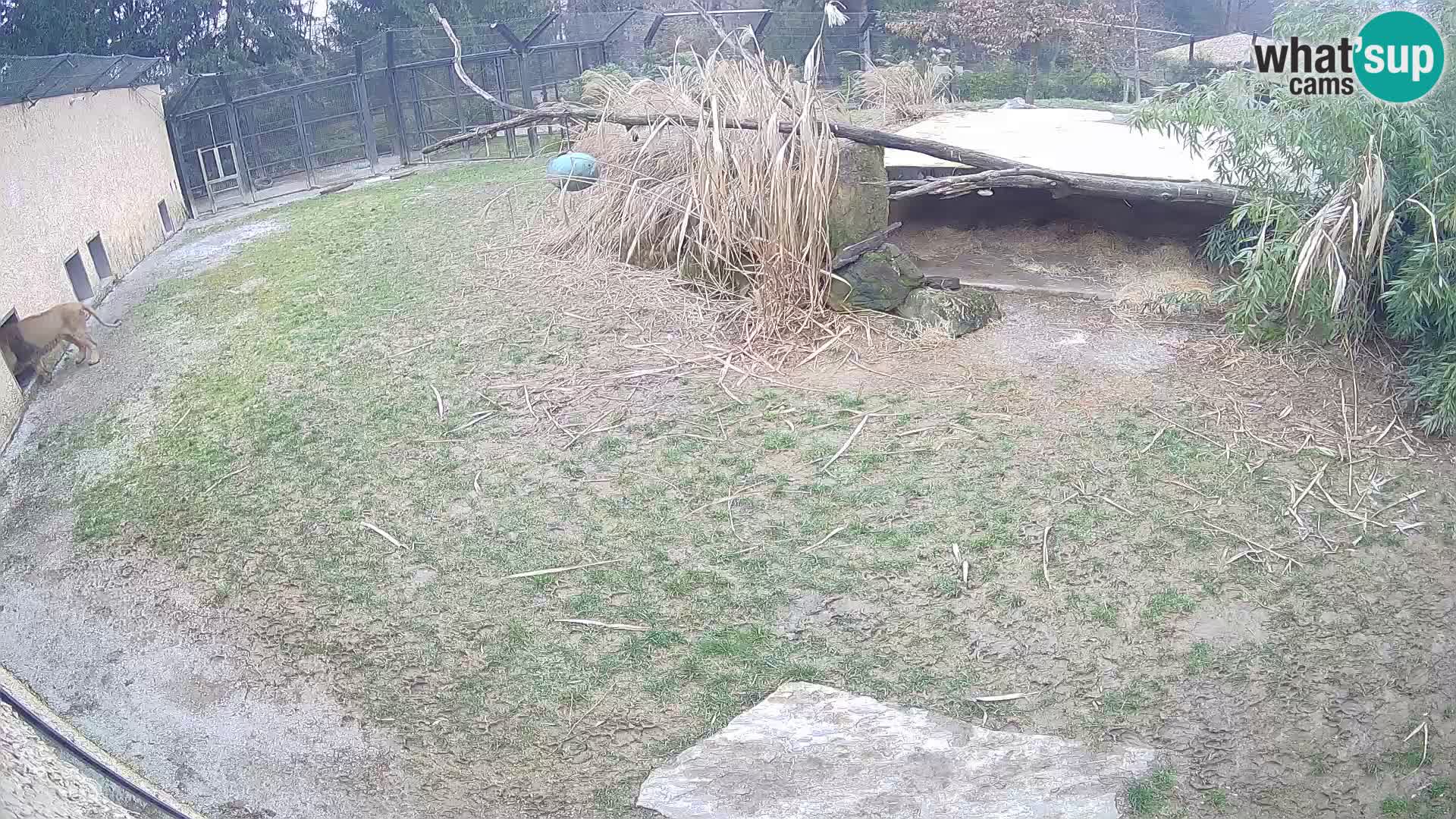 Löwe live Webcam im Zoo von Ljubljana – Slowenien