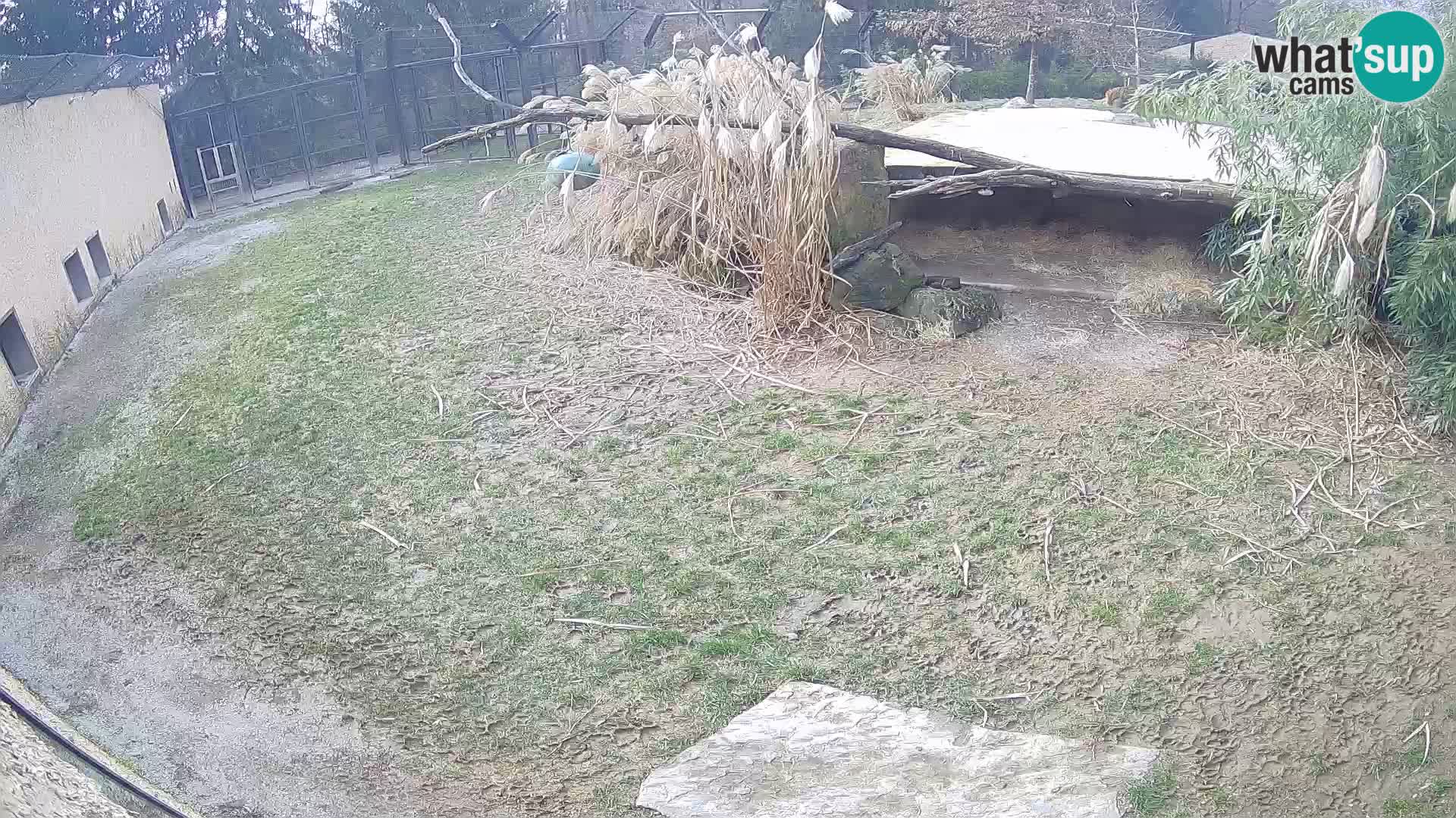 LION webcam en direct du zoo de Ljubljana – Slovénie