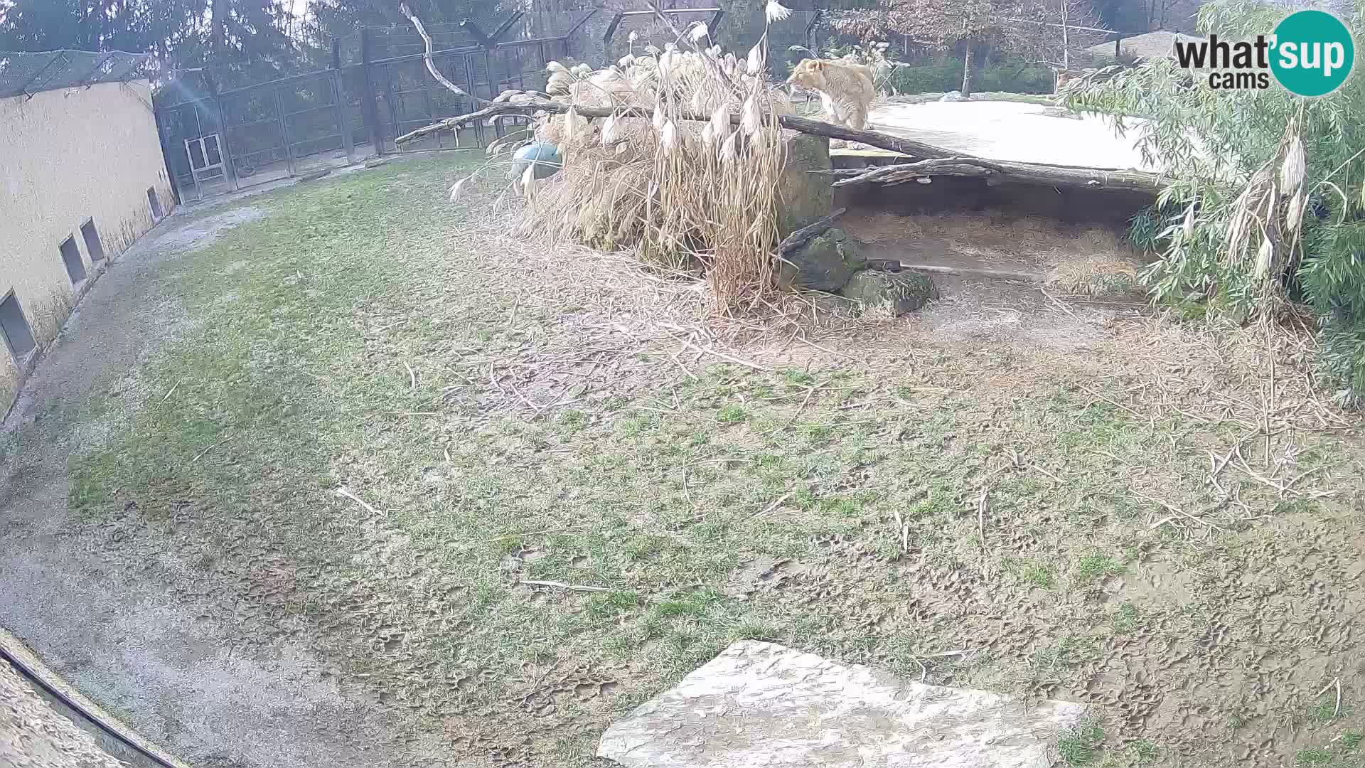 Löwe live Webcam im Zoo von Ljubljana – Slowenien