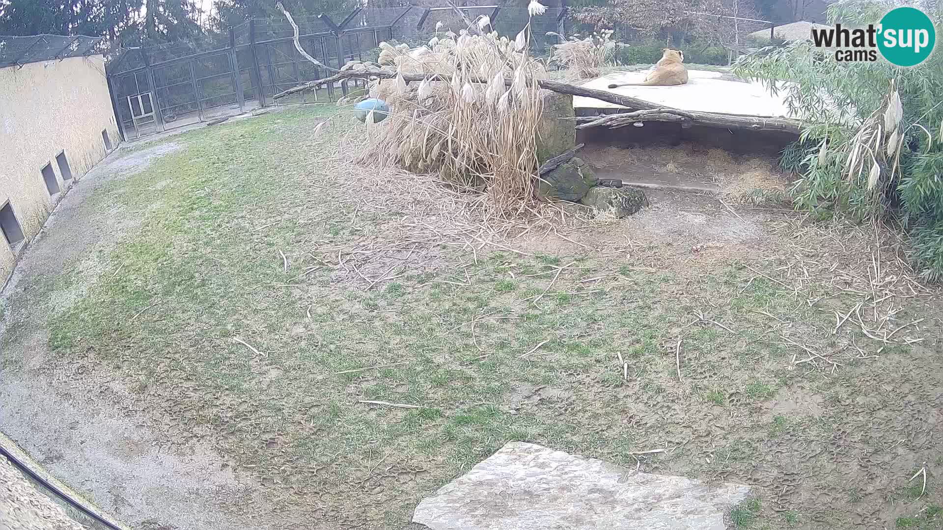 Löwe live Webcam im Zoo von Ljubljana – Slowenien