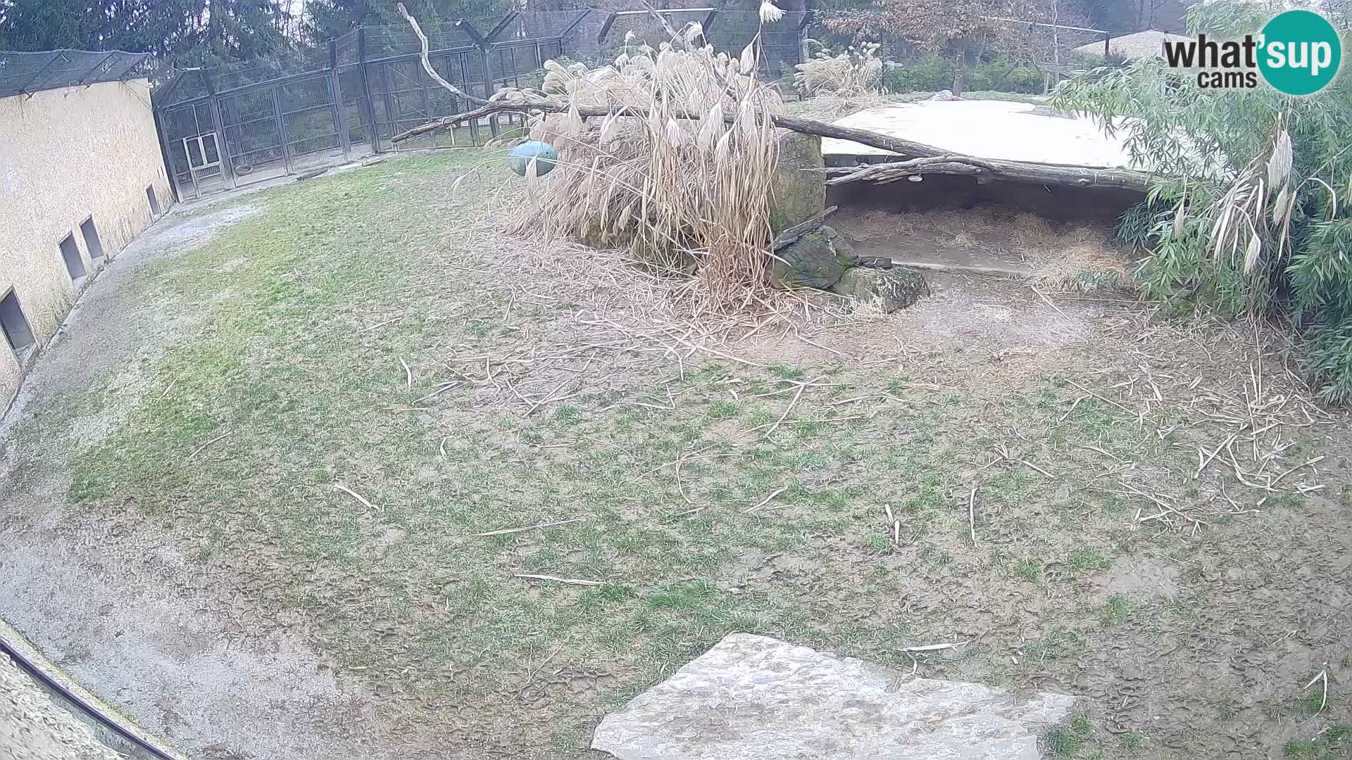 LEONE live Webcam nello zoo di Lubiana – Slovenia