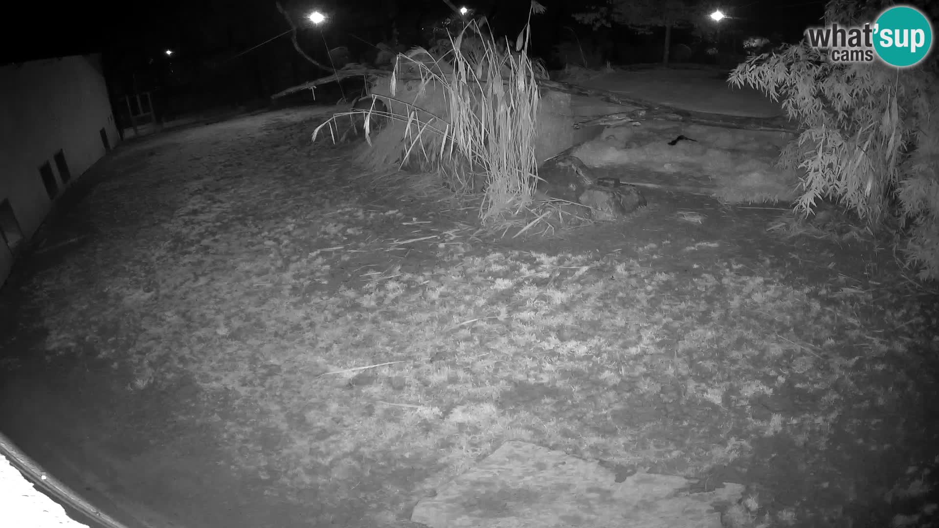 Löwe live Webcam im Zoo von Ljubljana – Slowenien