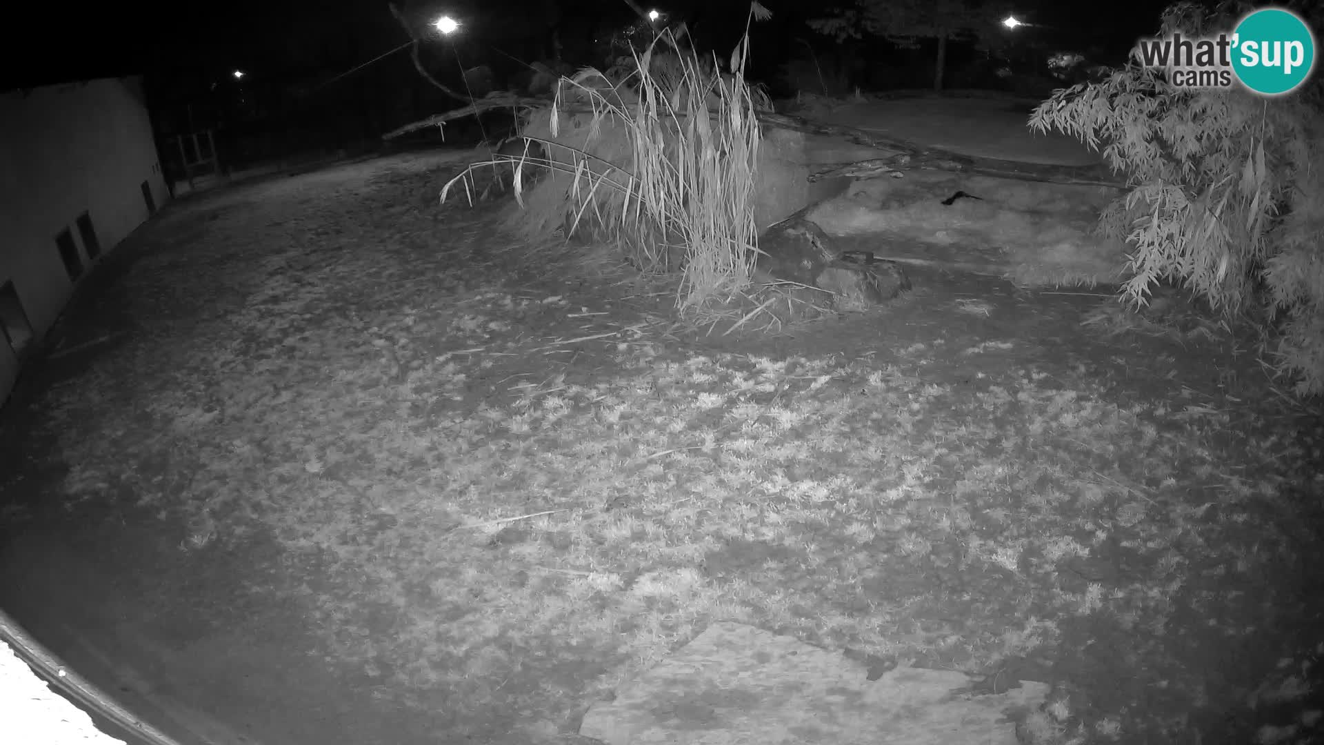 LEONE live Webcam nello zoo di Lubiana – Slovenia