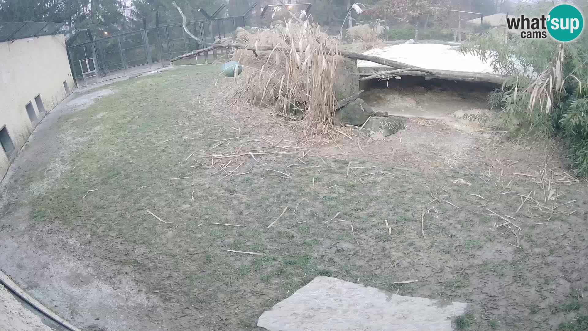 LION live Webcam in Ljubljana Zoo – Slovenia