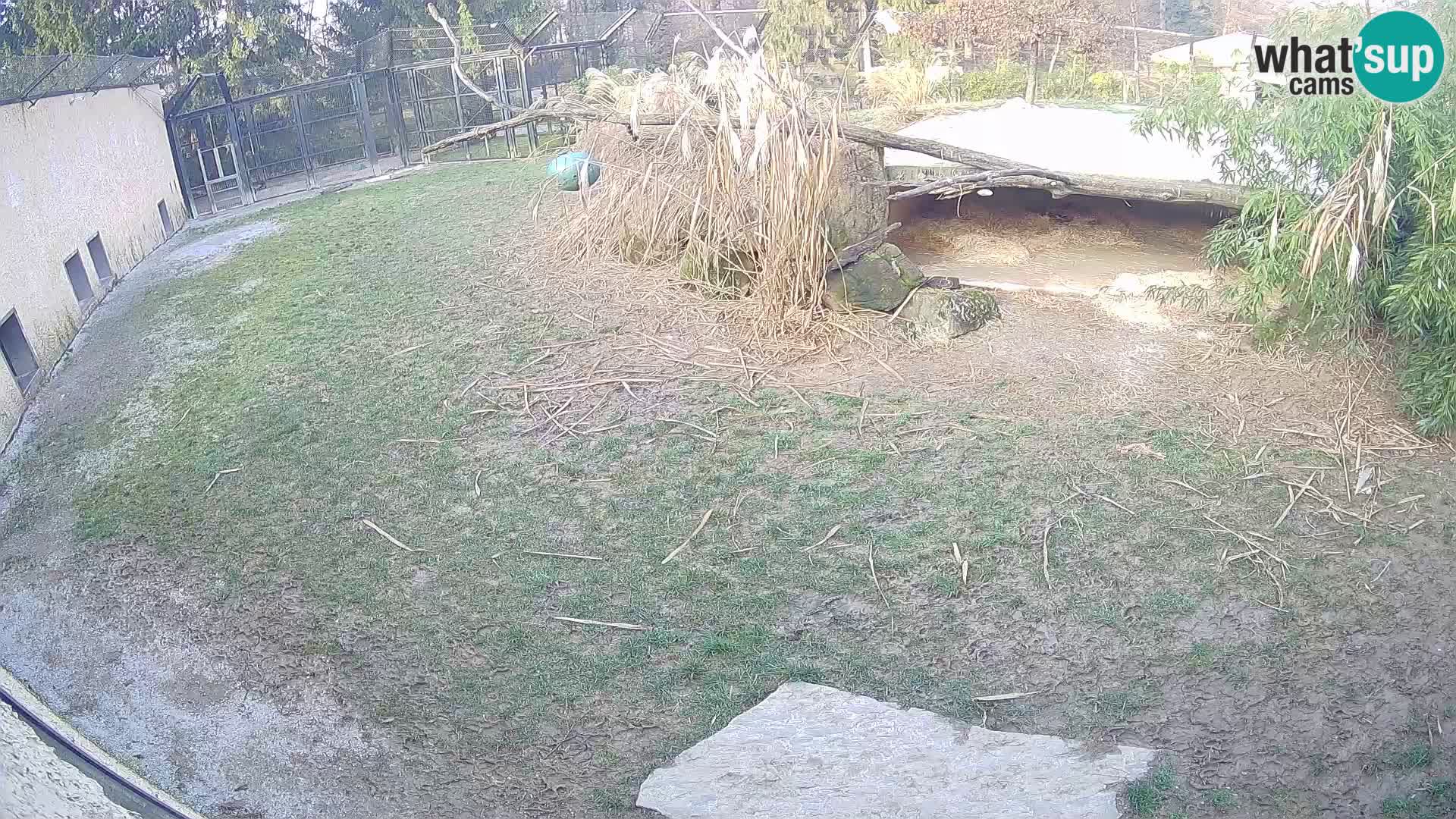 Lavovi web kamera uživo u ljubljanskom zoološkom vrtu – Slovenija