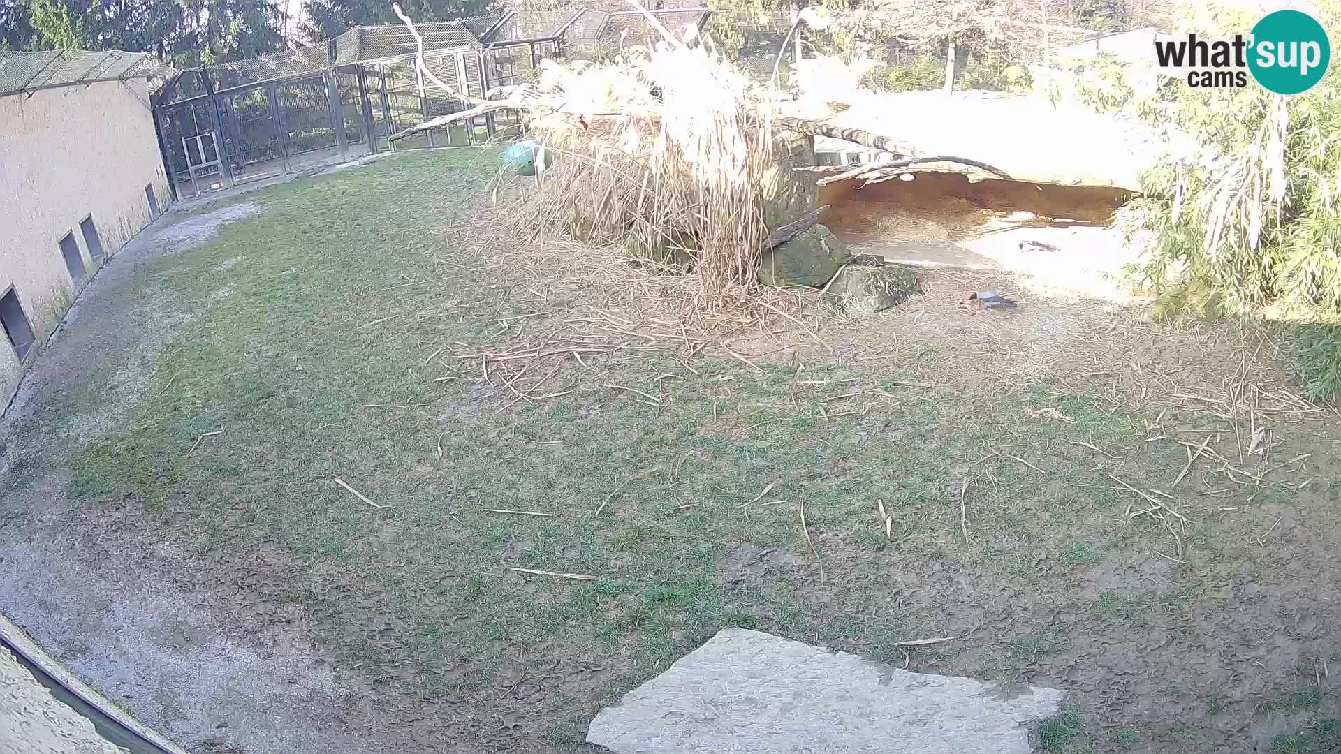 Lavovi web kamera uživo u ljubljanskom zoološkom vrtu – Slovenija