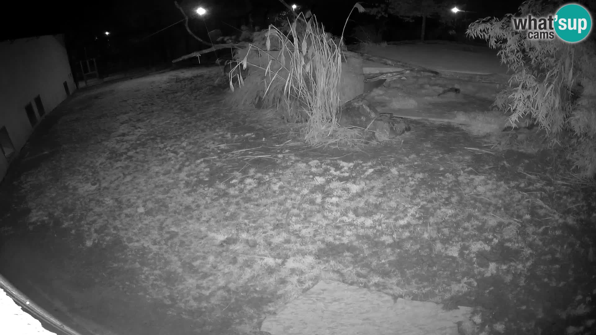 LEONE live Webcam nello zoo di Lubiana – Slovenia