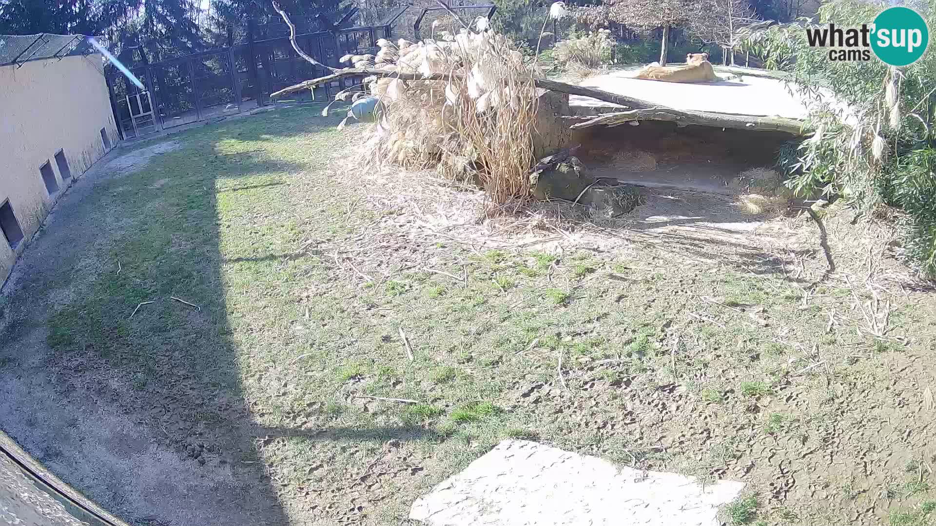 LEON Webcam en vivo en Ljubljana Zoo – Eslovenia