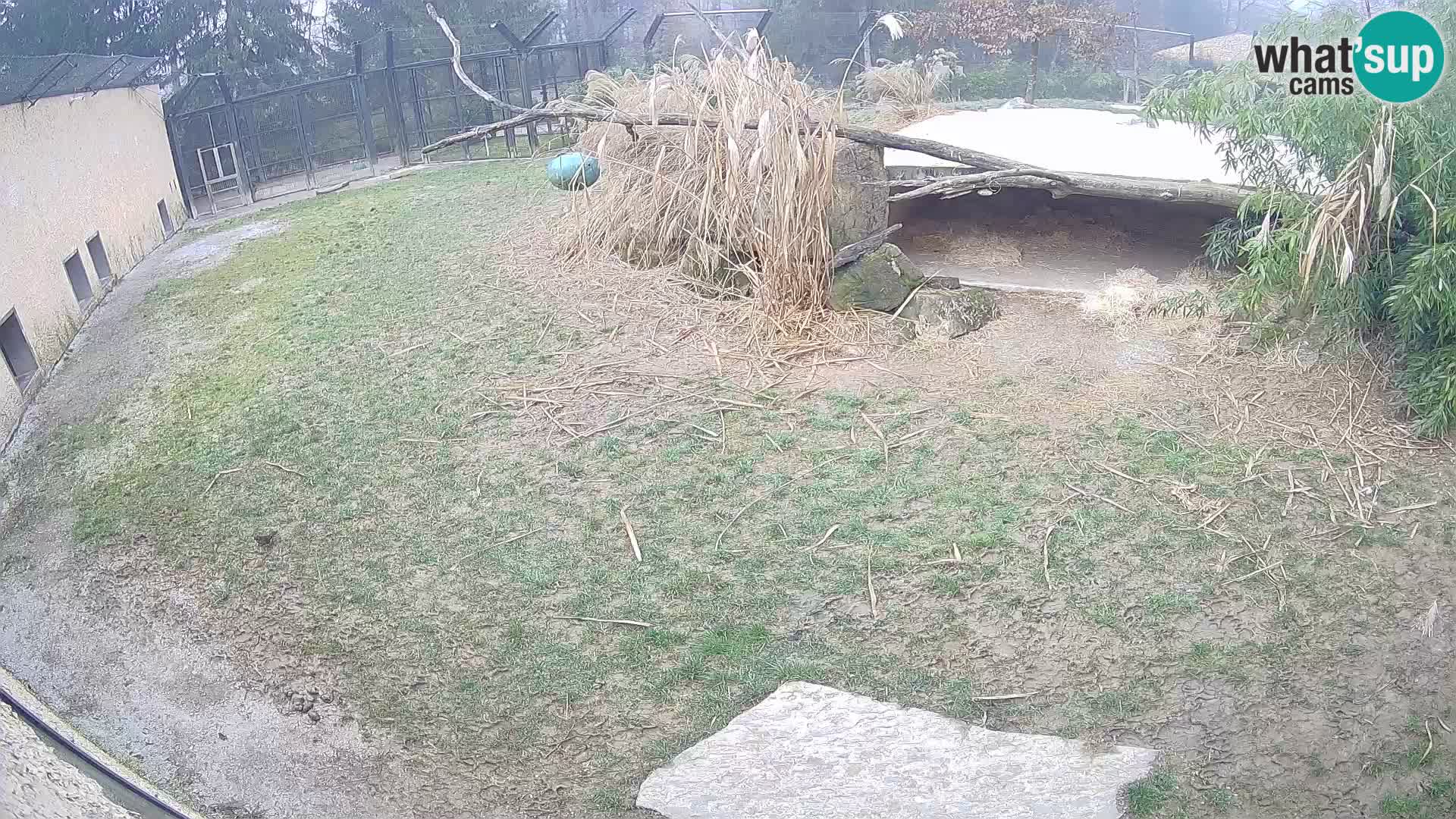 Löwe live Webcam im Zoo von Ljubljana – Slowenien