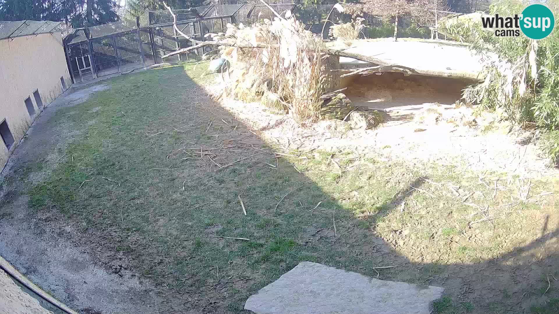 Löwe live Webcam im Zoo von Ljubljana – Slowenien