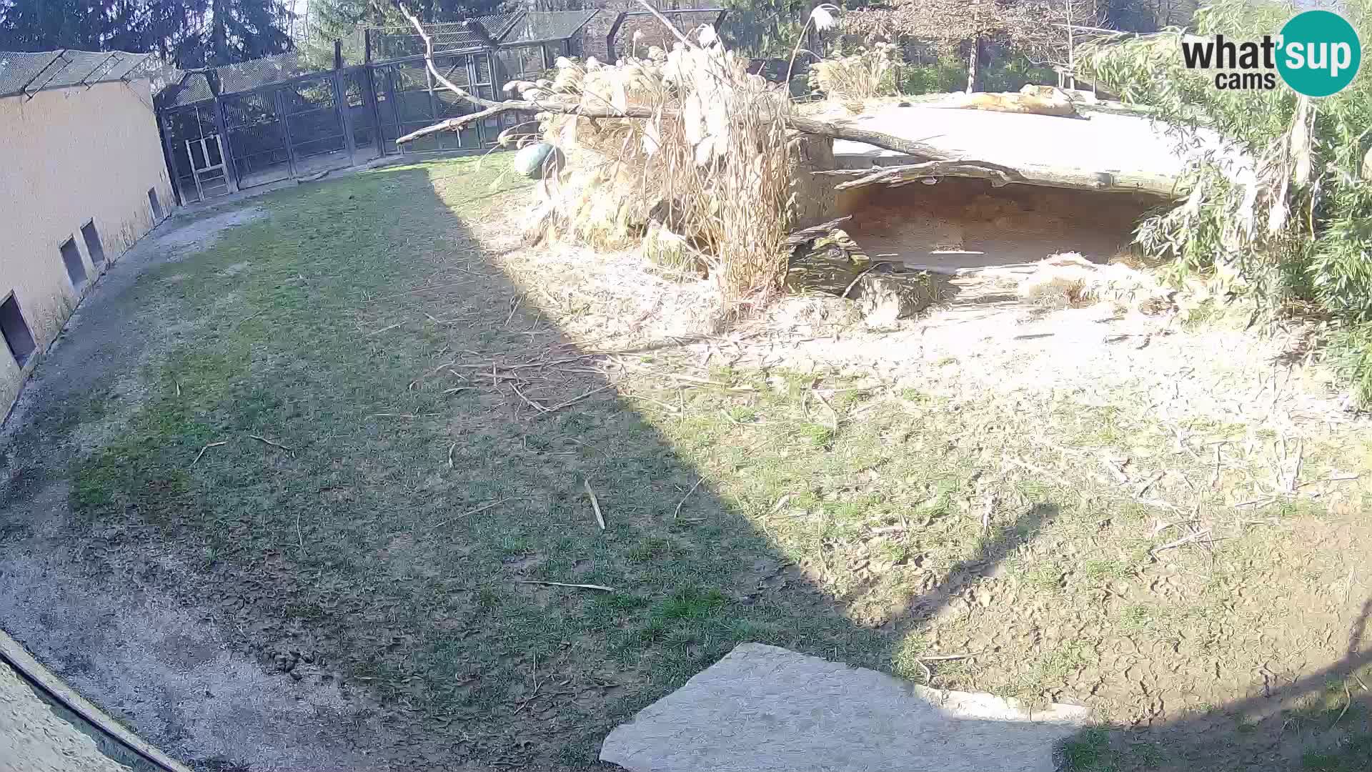 LEVI spletna kamera v živalskem vrtu Ljubljana Zoo