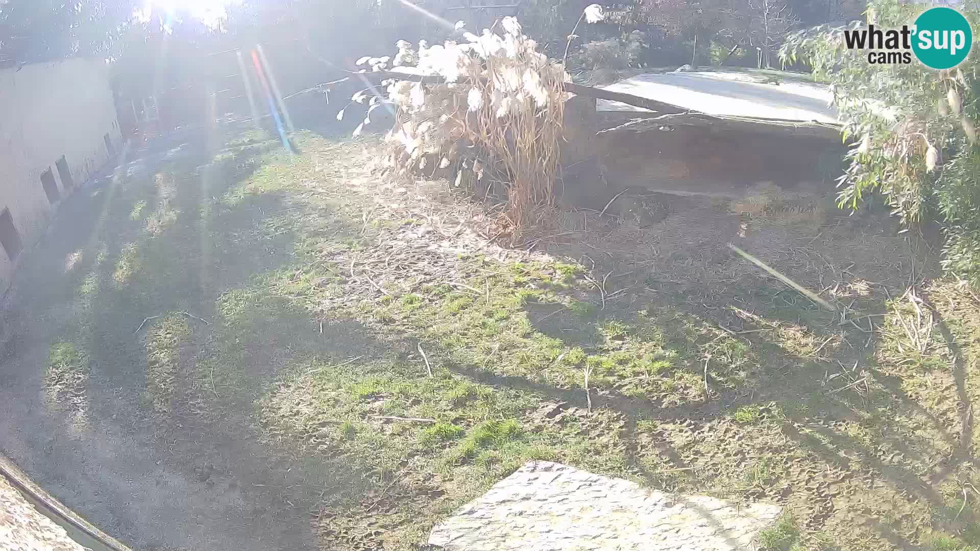 LEVI spletna kamera v živalskem vrtu Ljubljana Zoo