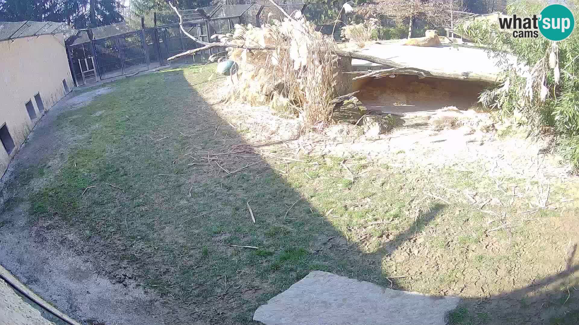 LION webcam en direct du zoo de Ljubljana – Slovénie
